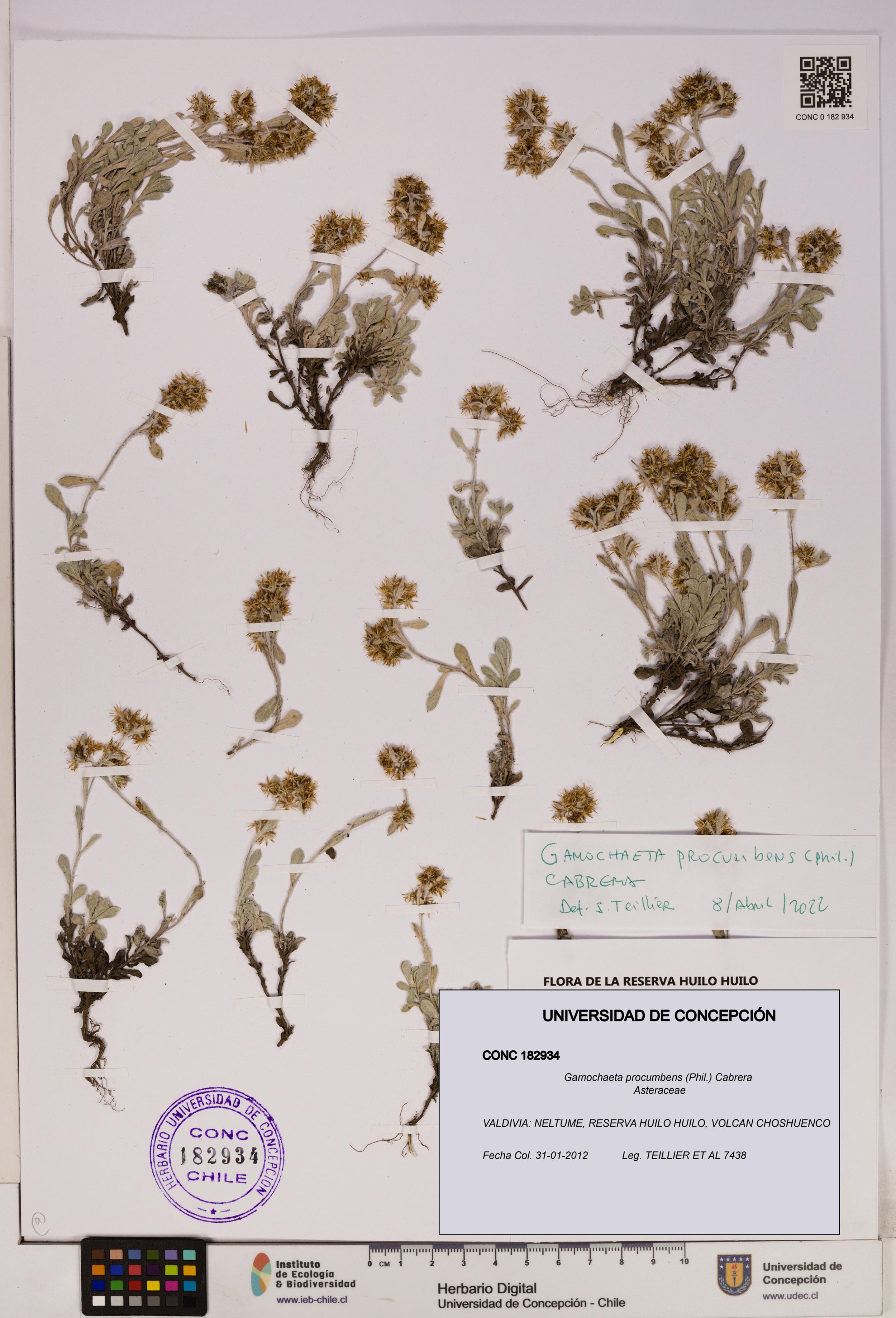 Gamochaeta procumbens [Espécimen: ]