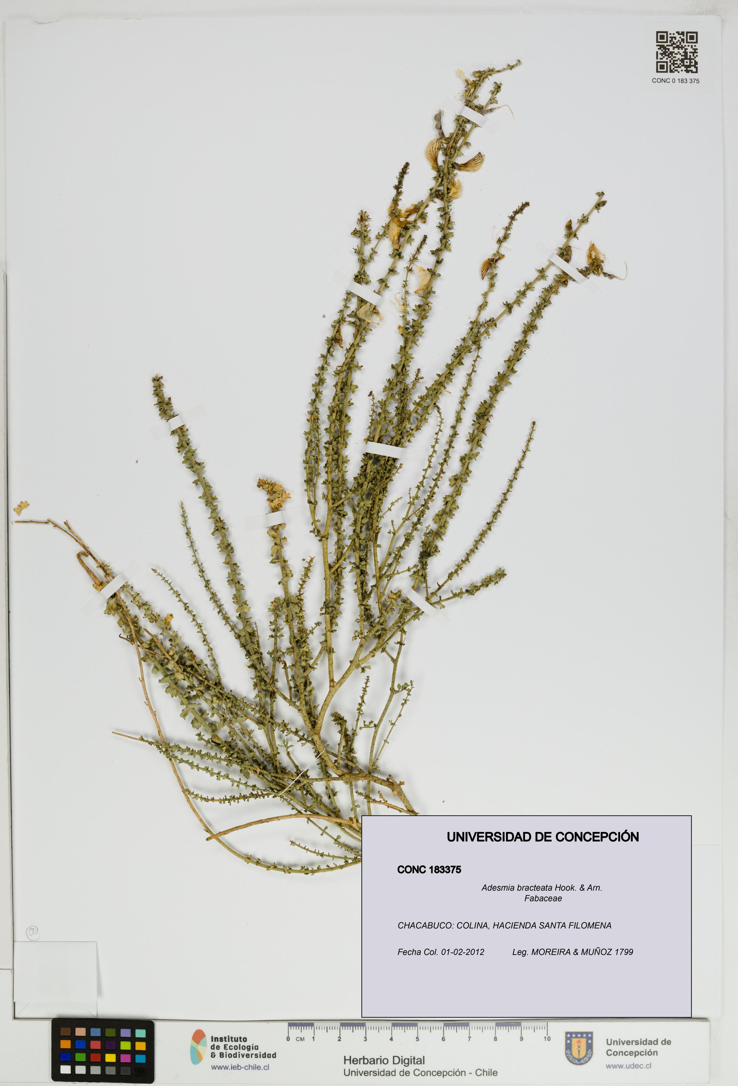 Adesmia bracteata [Espécimen: ]