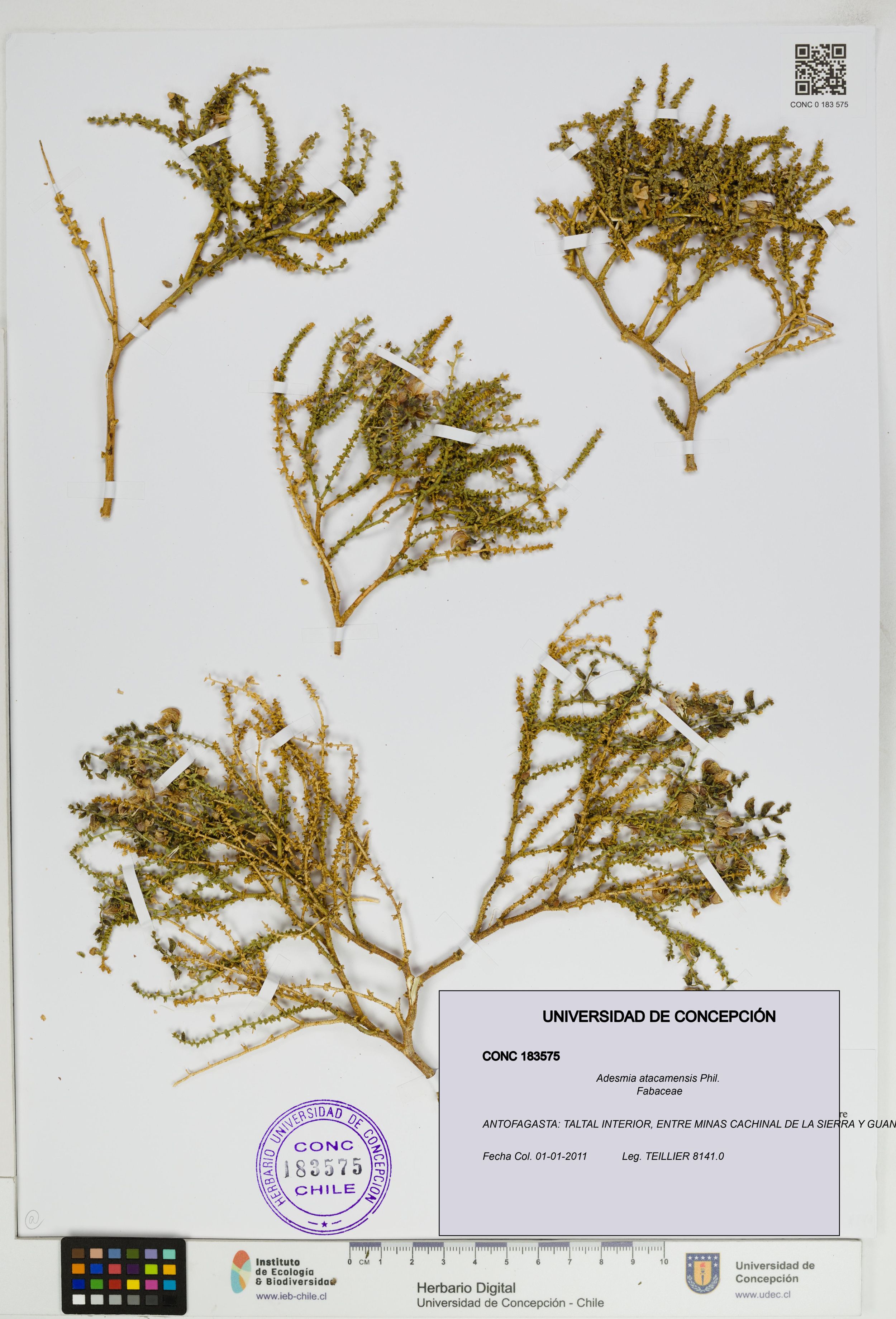 Adesmia atacamensis [Espécimen: ]