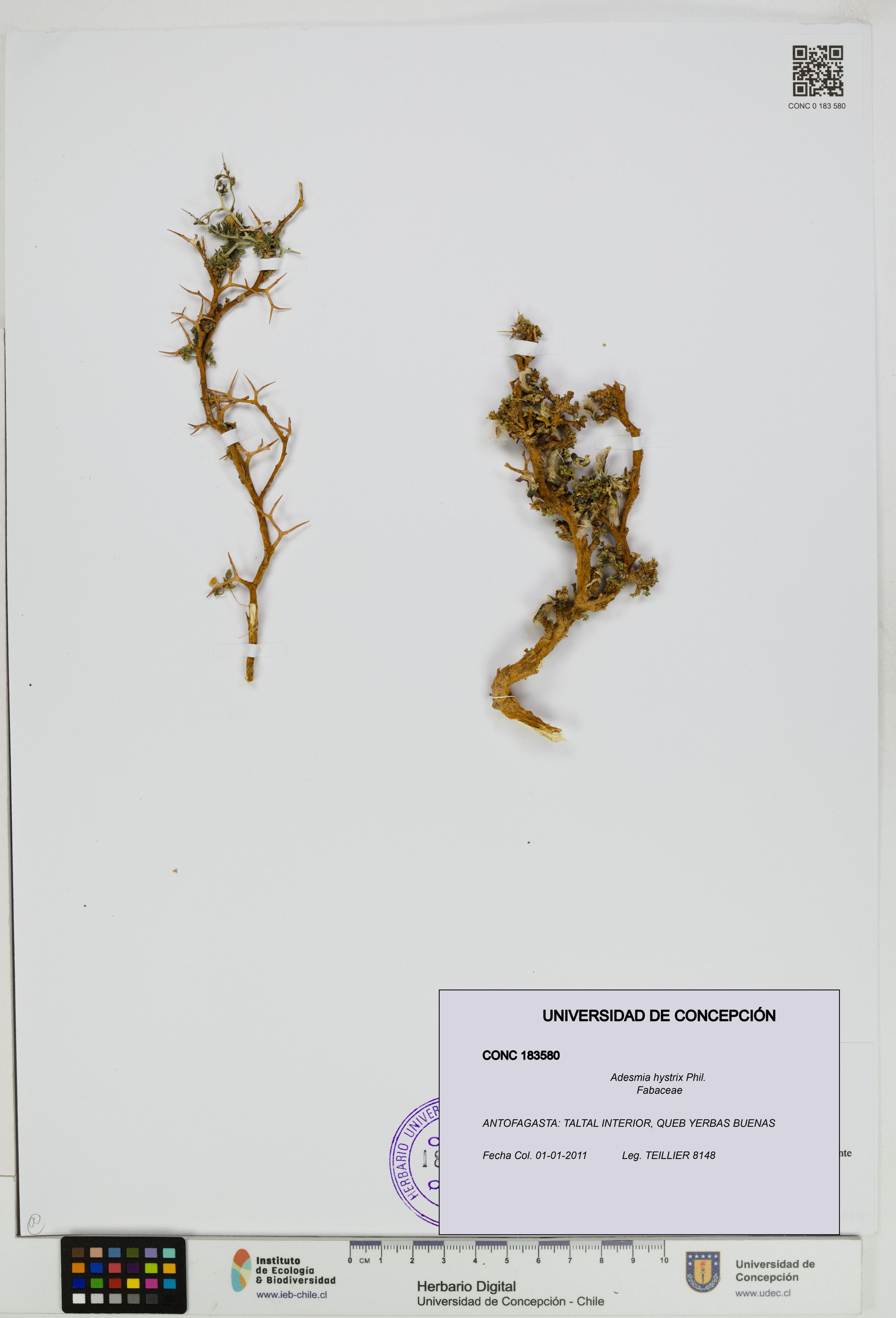 Adesmia hystrix [Espécimen: ]