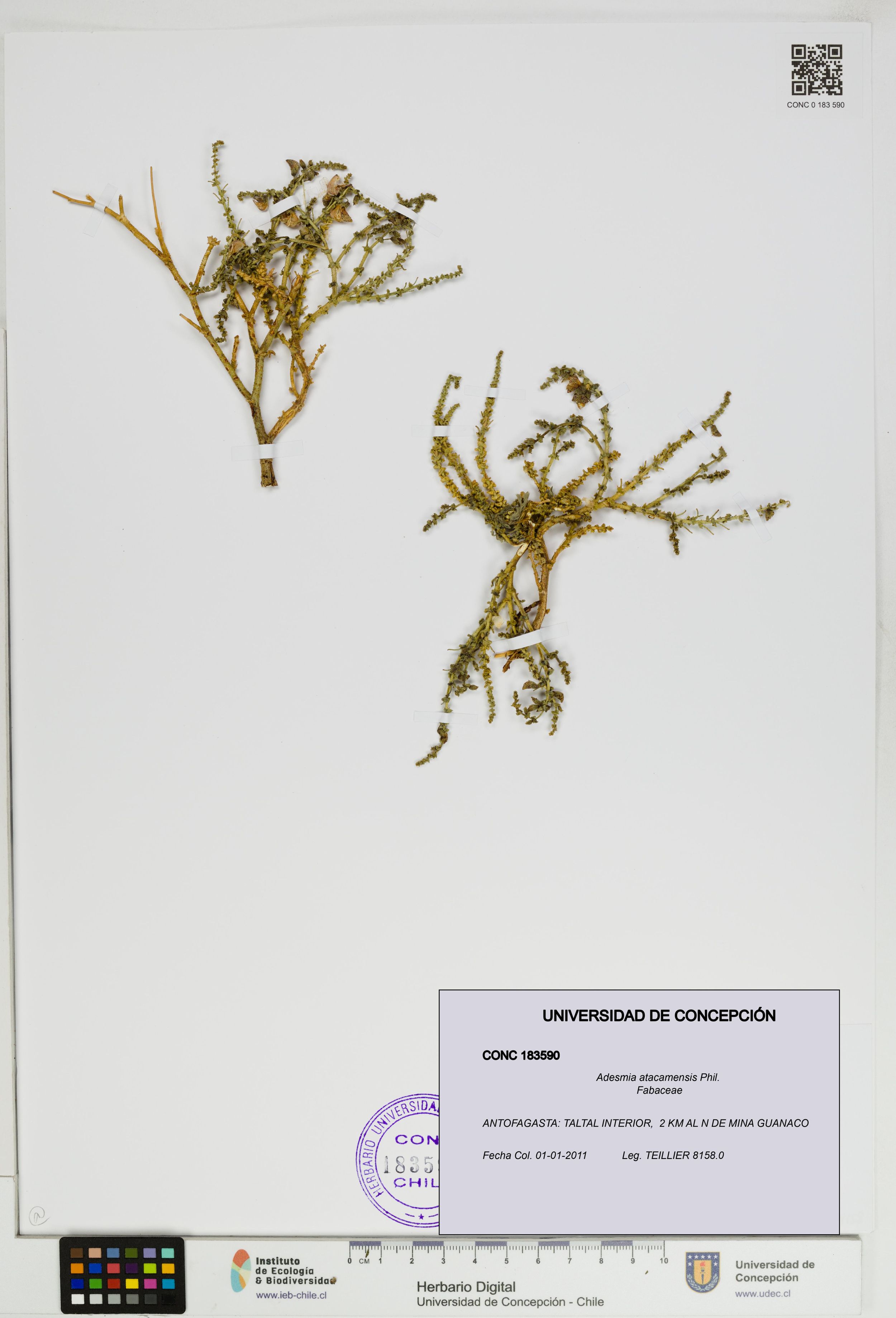 Adesmia atacamensis [Espécimen: ]