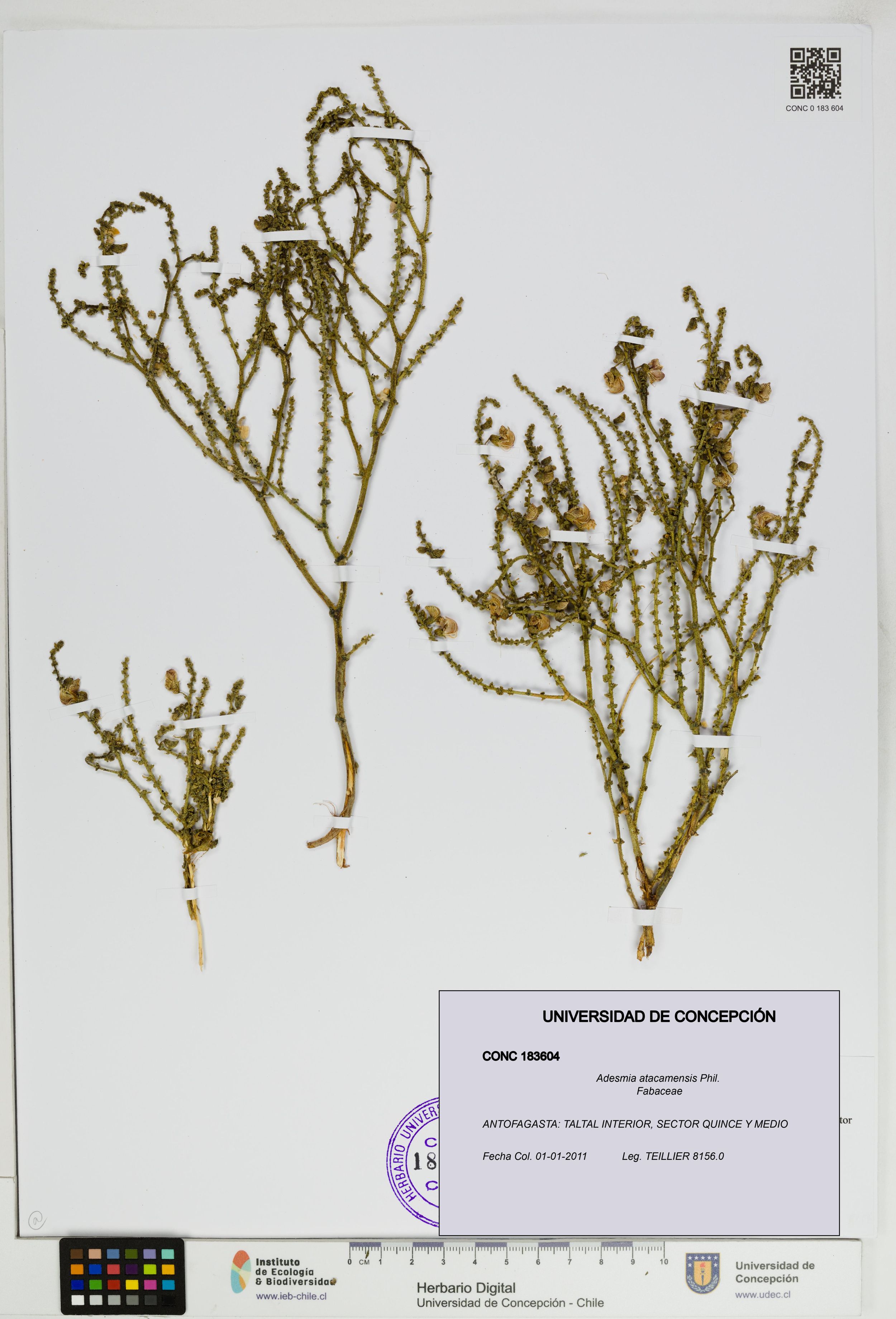 Adesmia atacamensis [Espécimen: ]