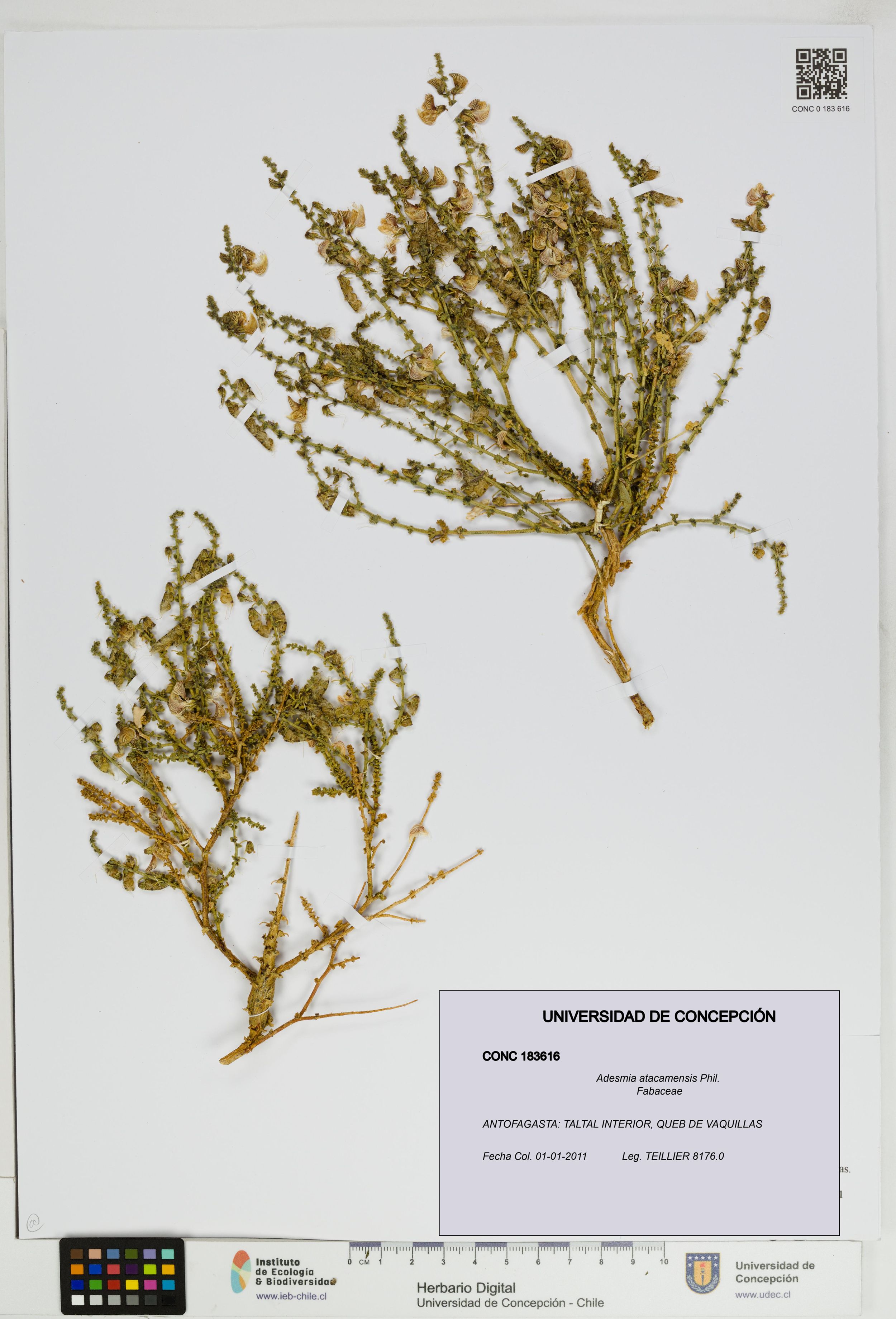 Adesmia atacamensis [Espécimen: ]