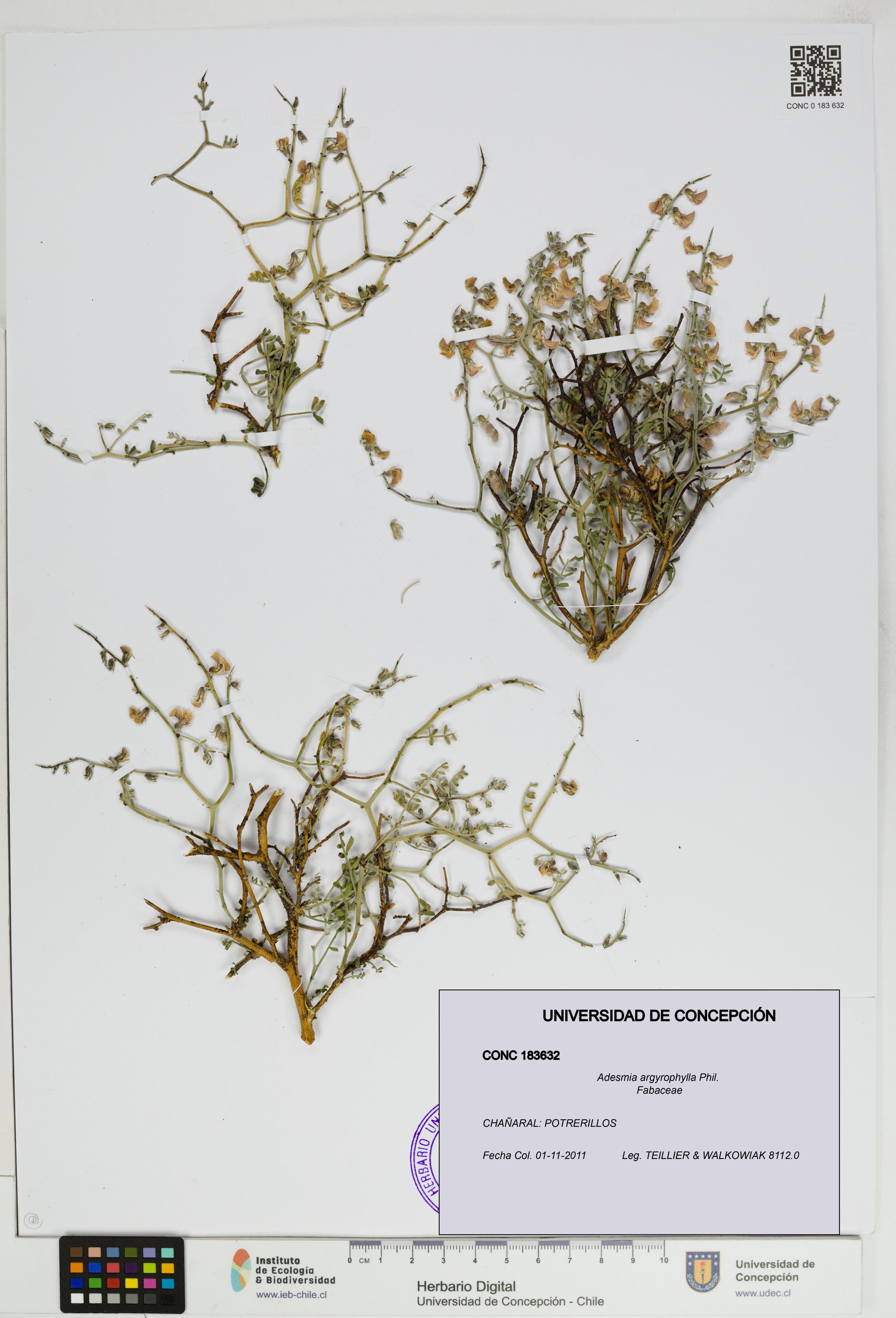 Adesmia argyrophylla [Espécimen: ]