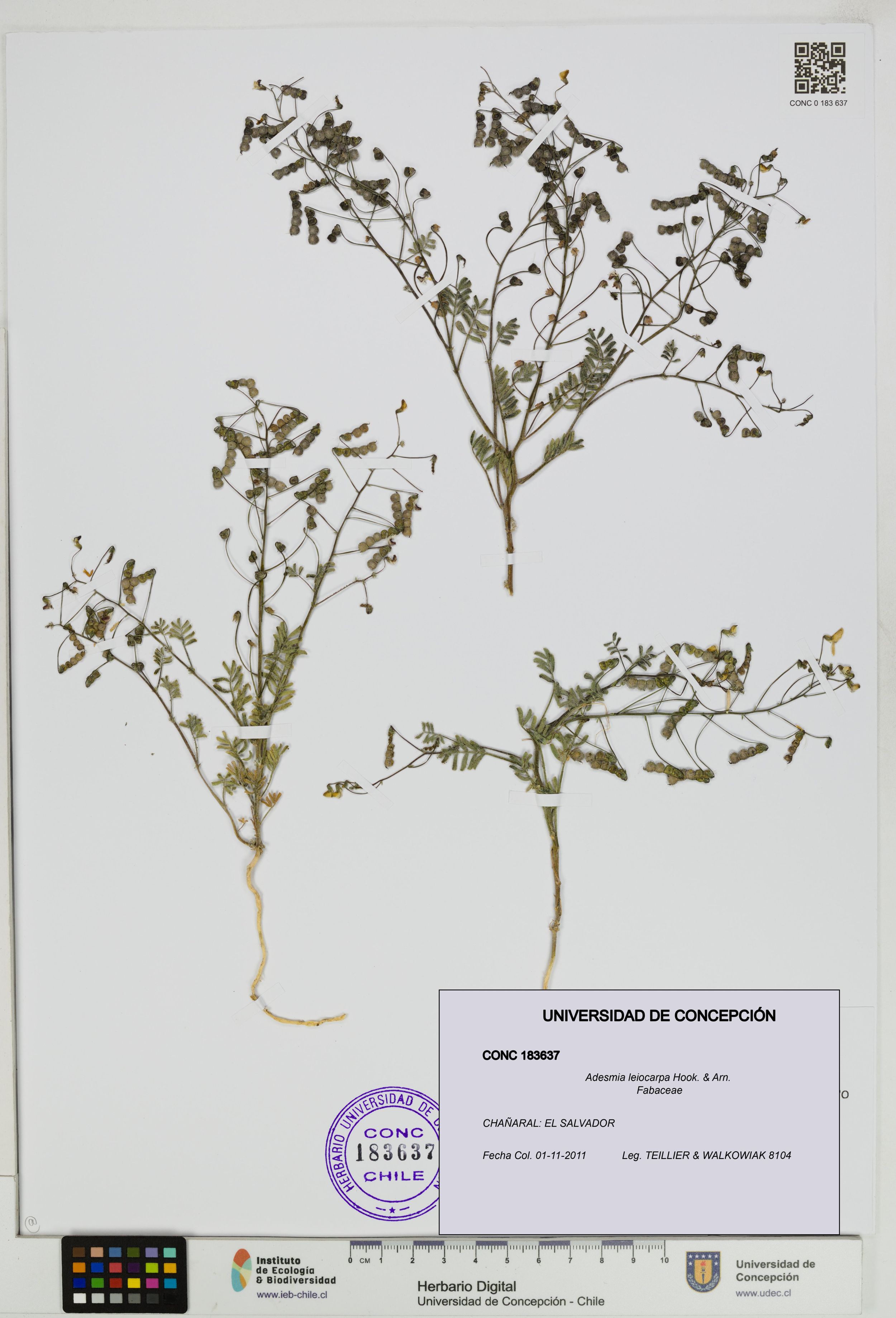 Adesmia leiocarpa [Espécimen: ]