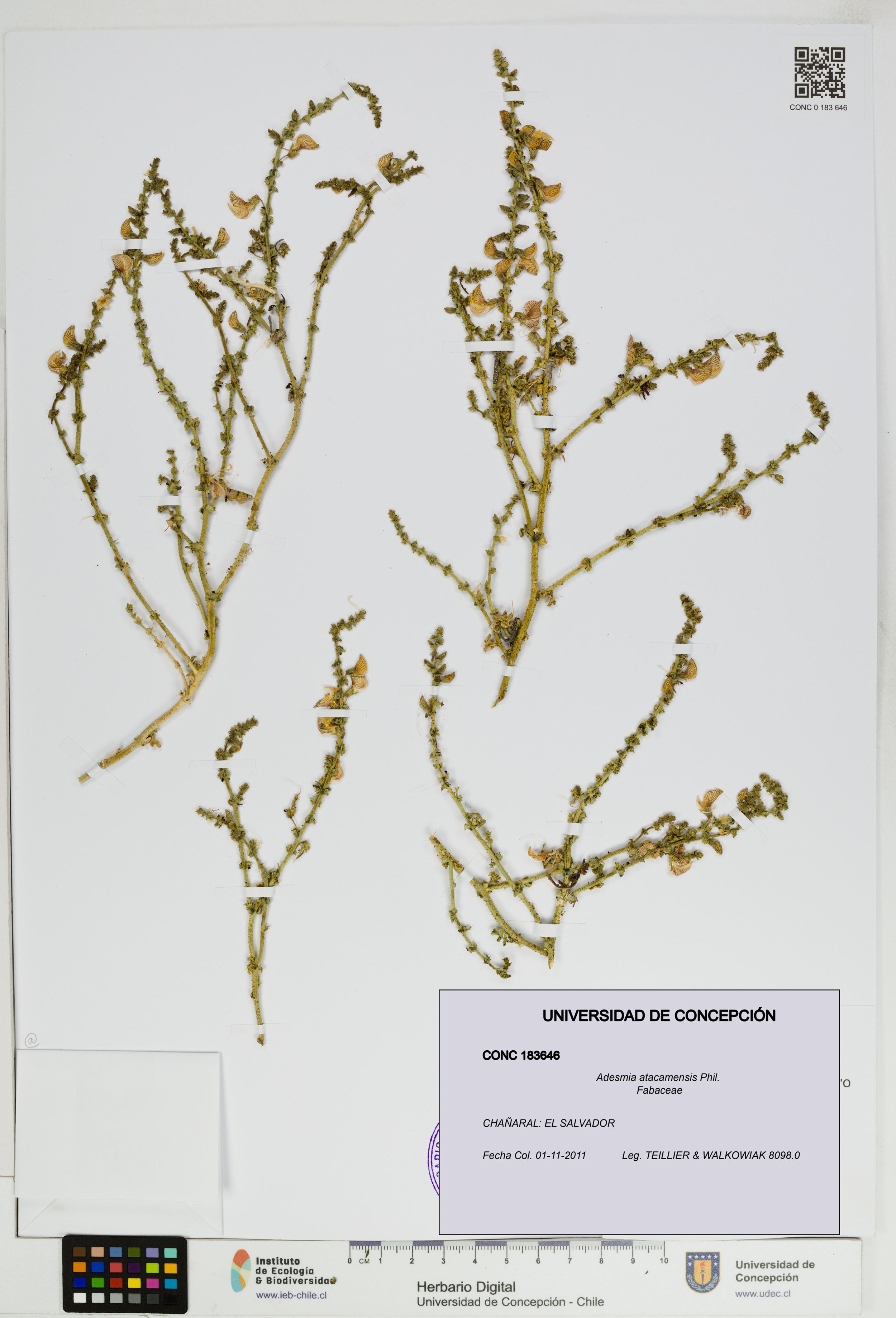 Adesmia atacamensis [Espécimen: ]