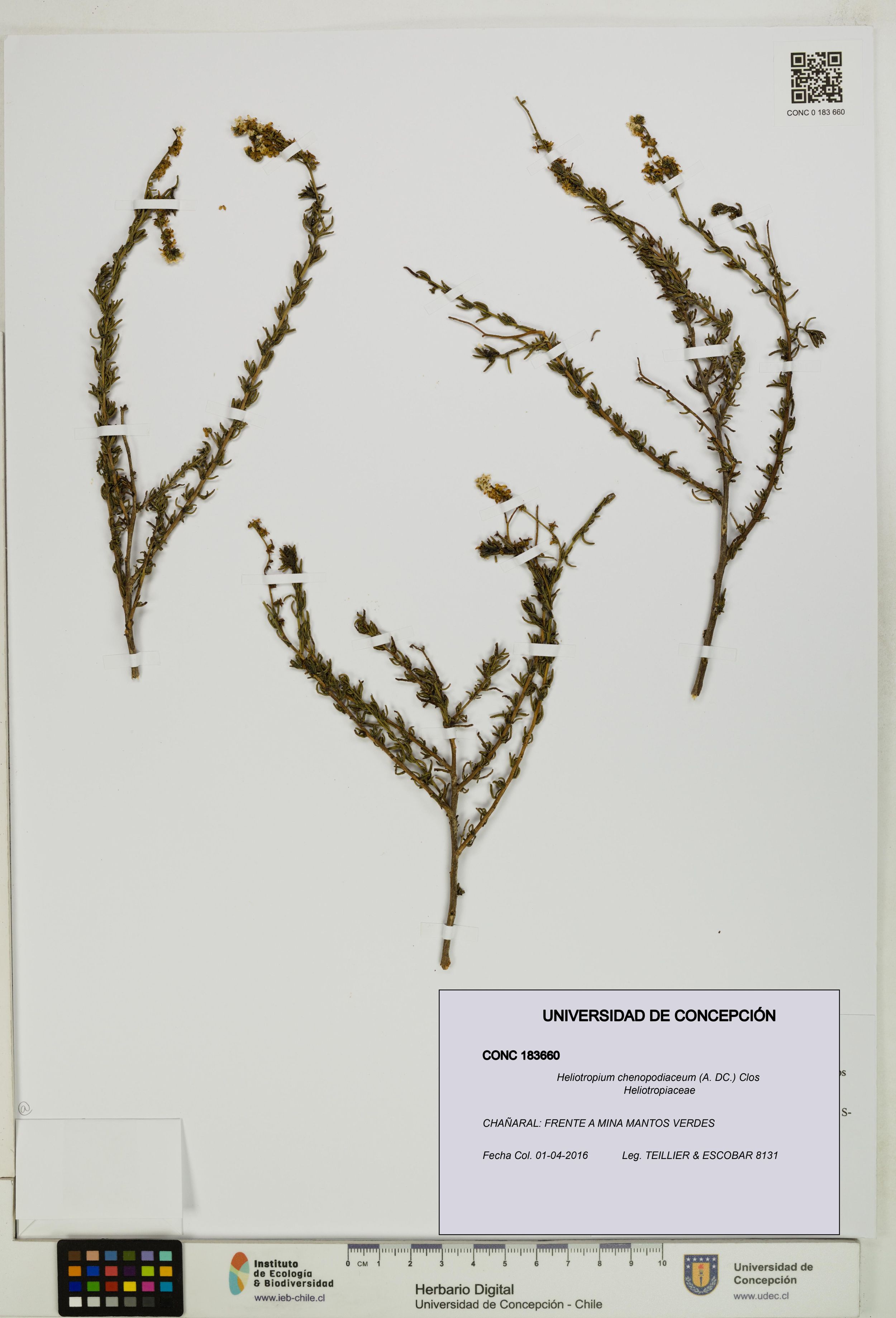 Heliotropium chenopodiaceum [Espécimen: ]