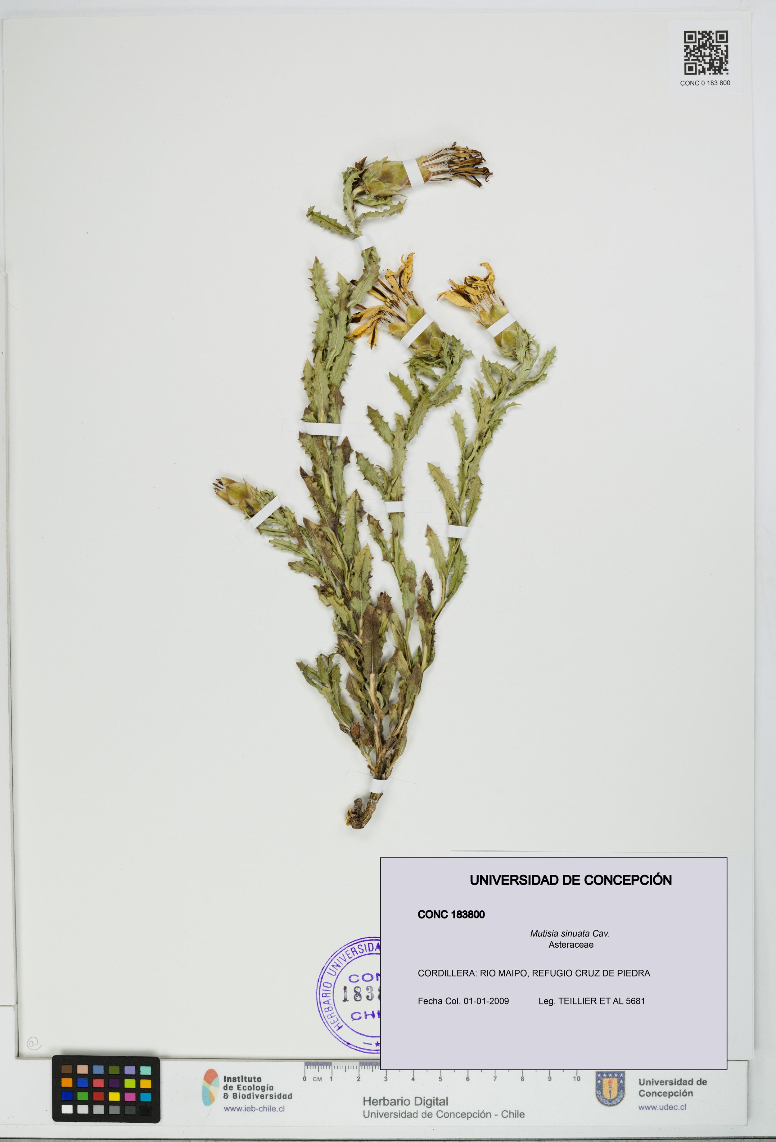 Mutisia sinuata [Espécimen: ]