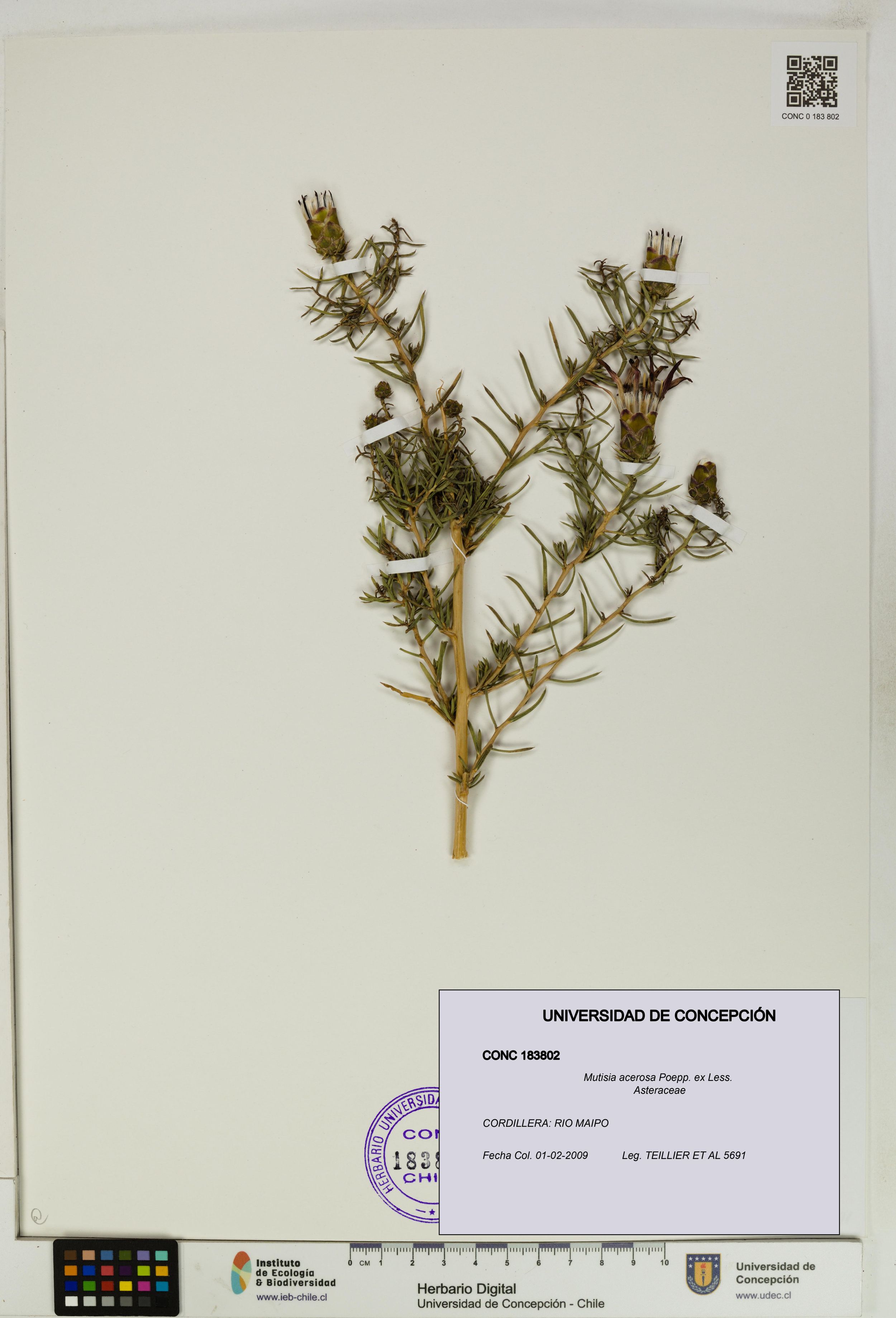 Mutisia acerosa [Espécimen: ]