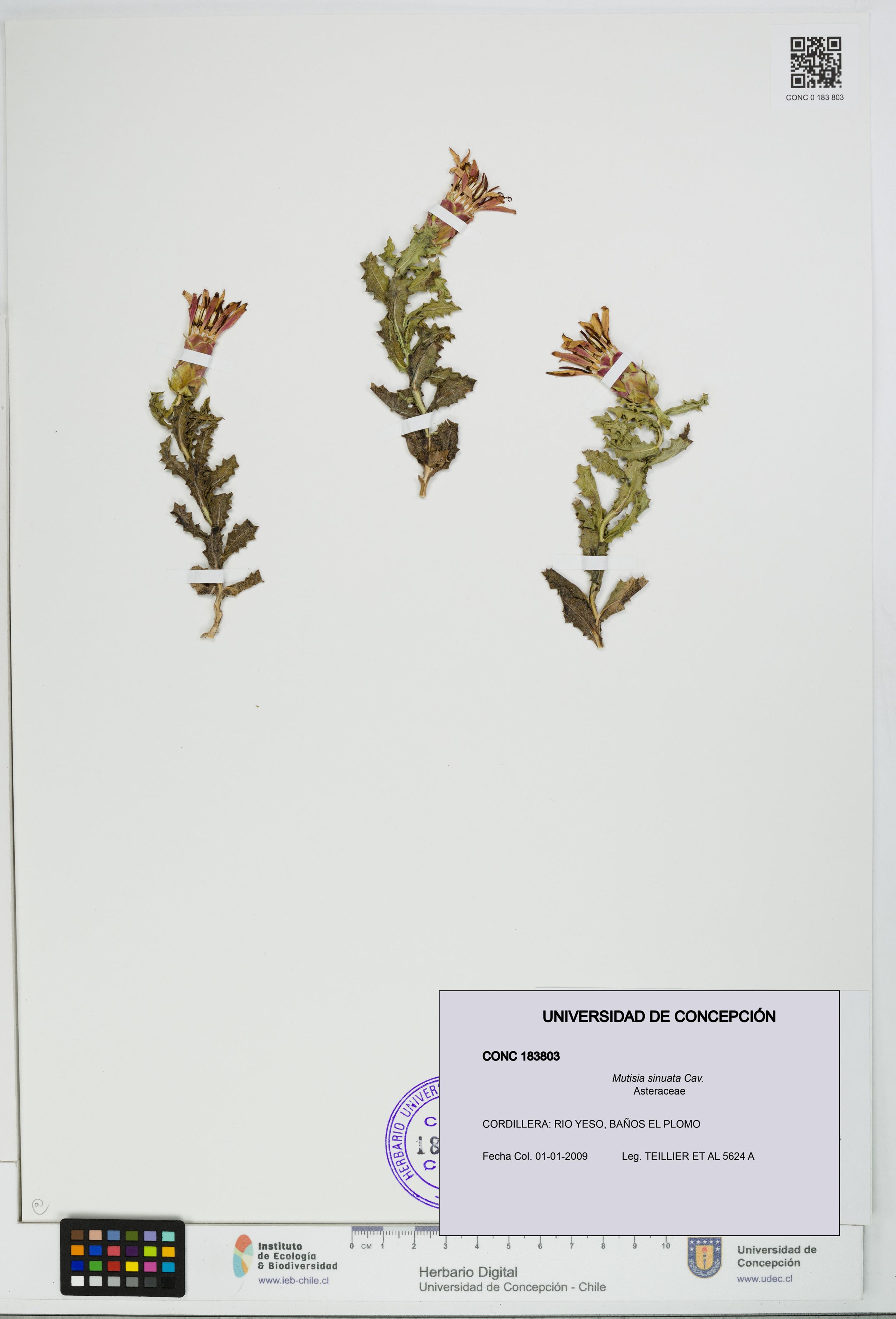 Mutisia sinuata [Espécimen: ]