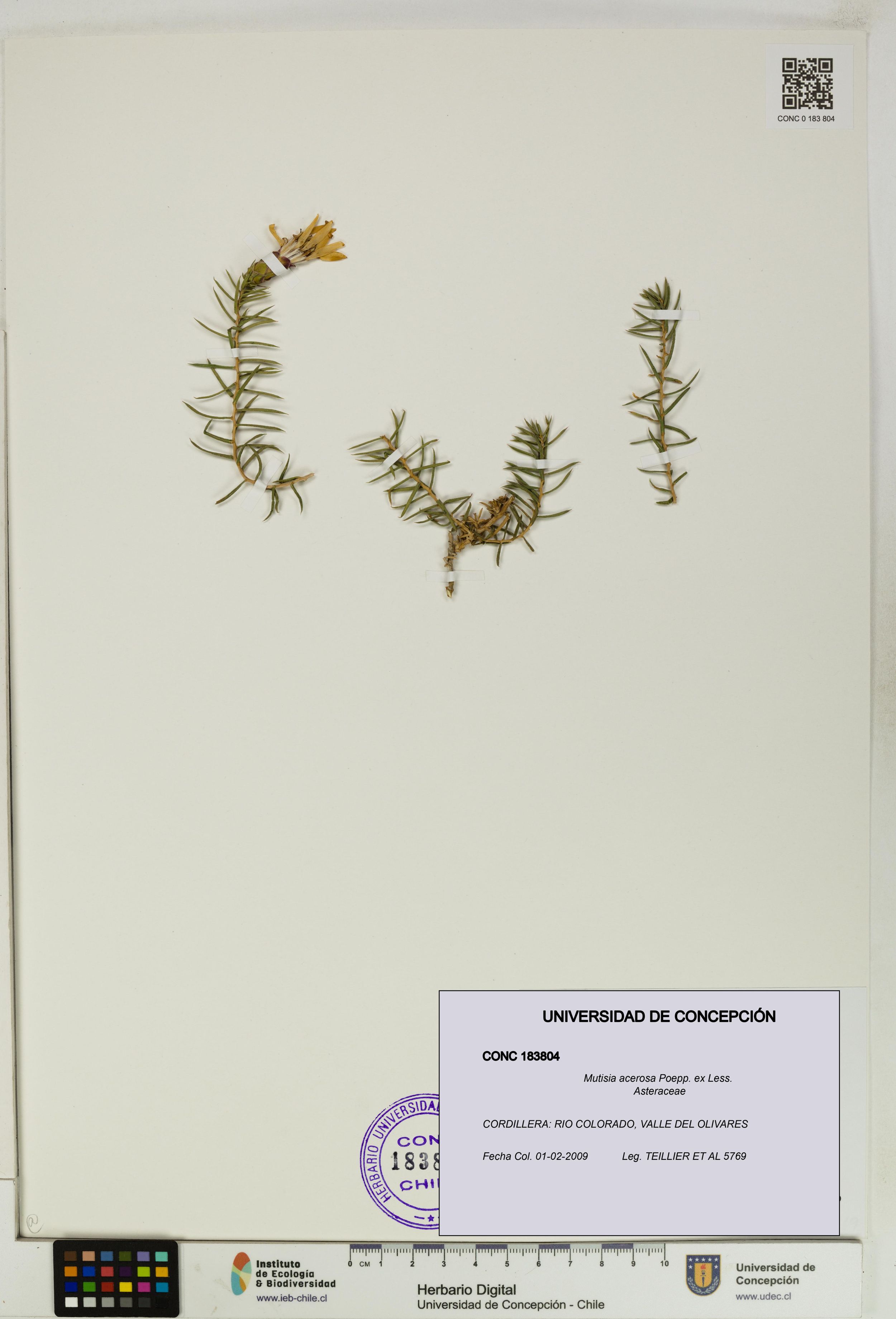 Mutisia acerosa [Espécimen: ]