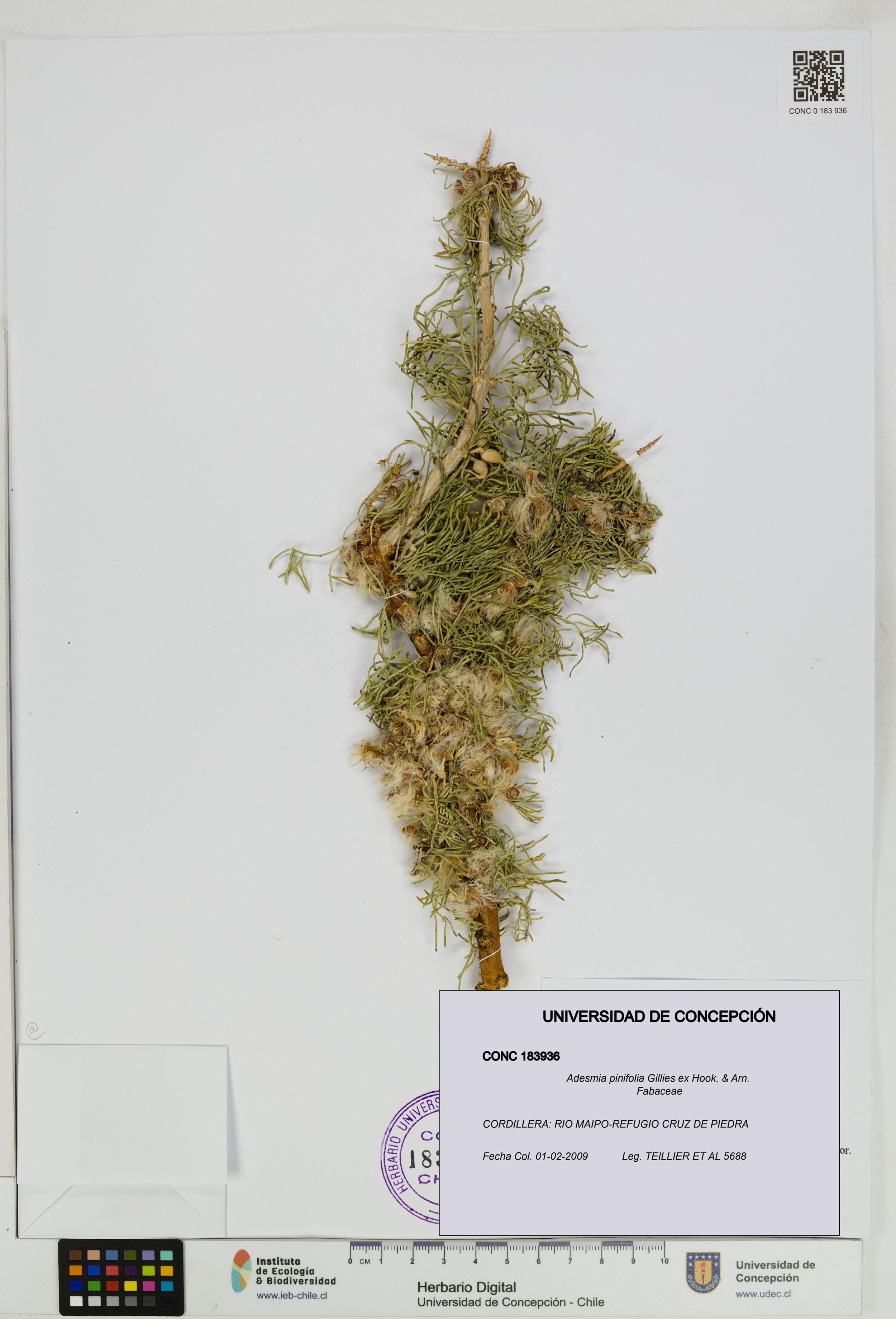 Adesmia pinifolia [Espécimen: ]