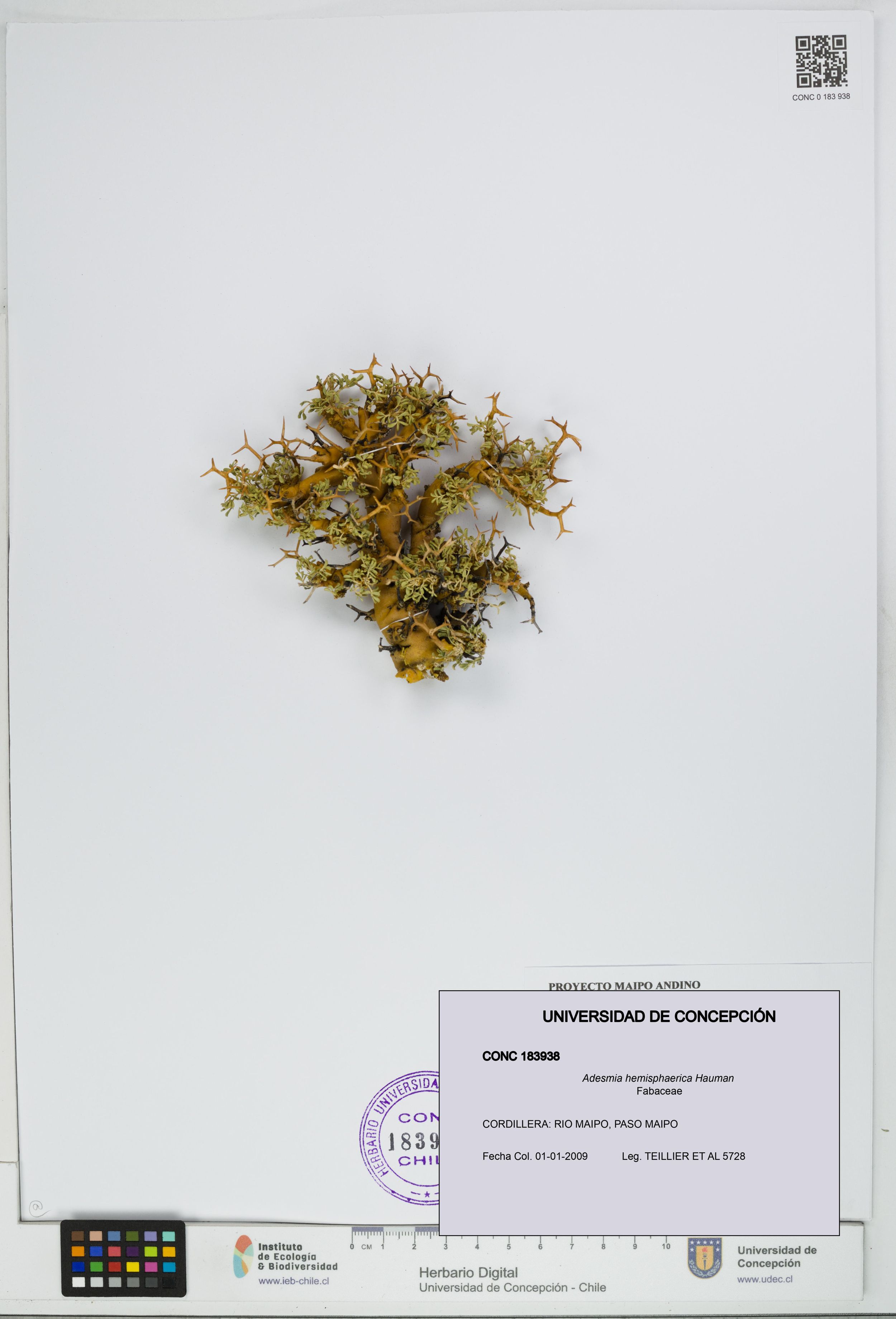 Adesmia hemisphaerica [Espécimen: ]