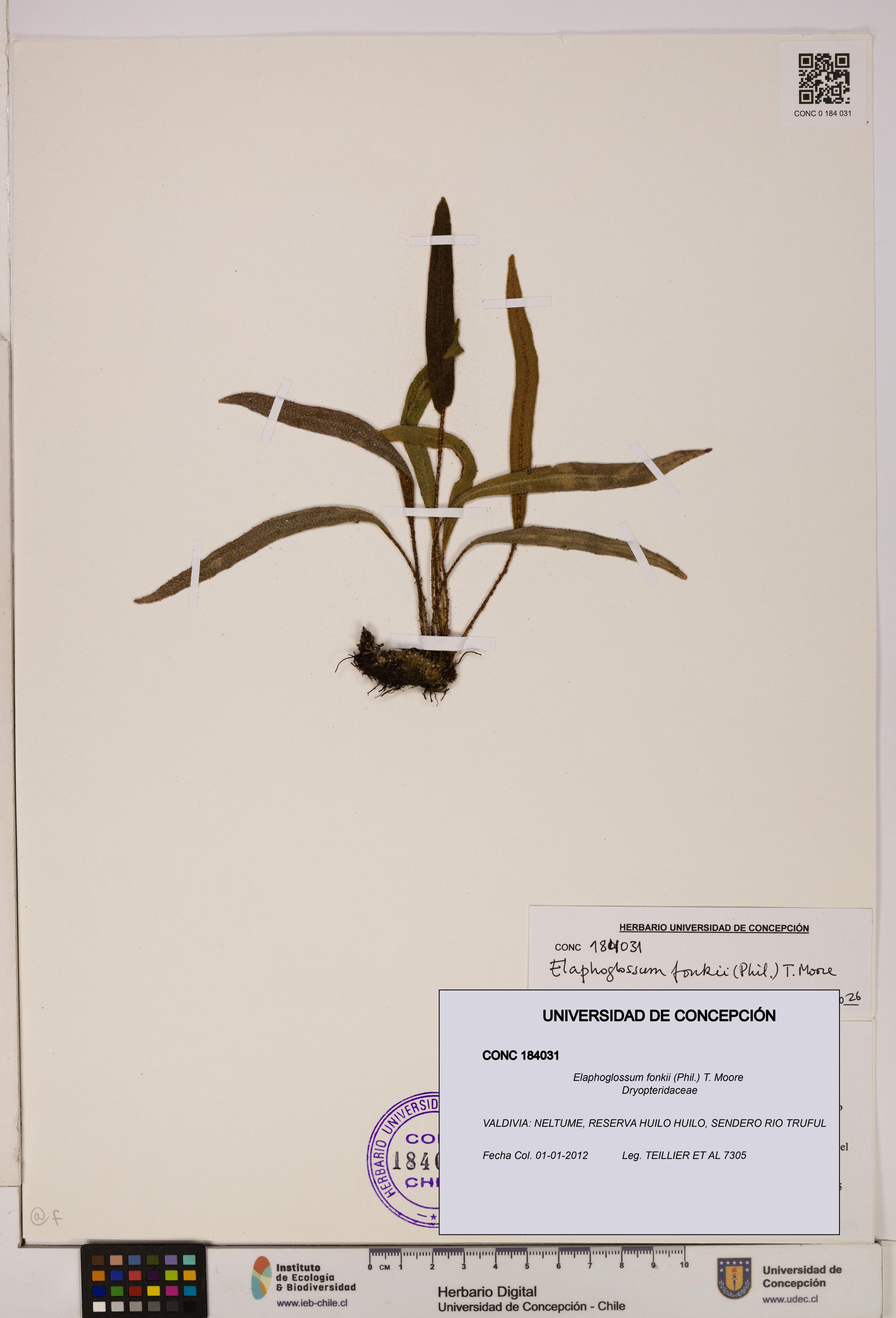 Elaphoglossum fonkii [Espécimen: ]