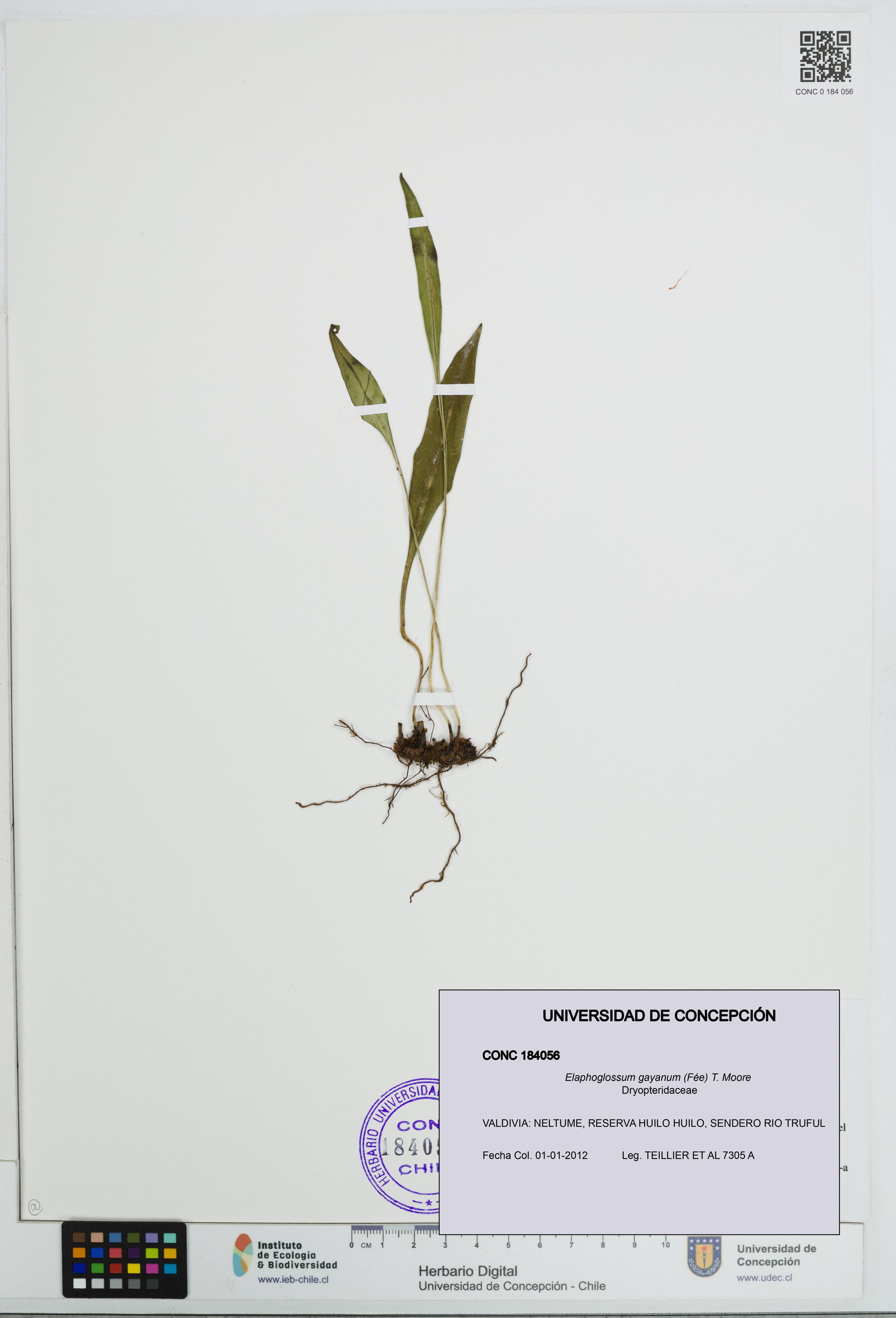Elaphoglossum gayanum [Espécimen: ]