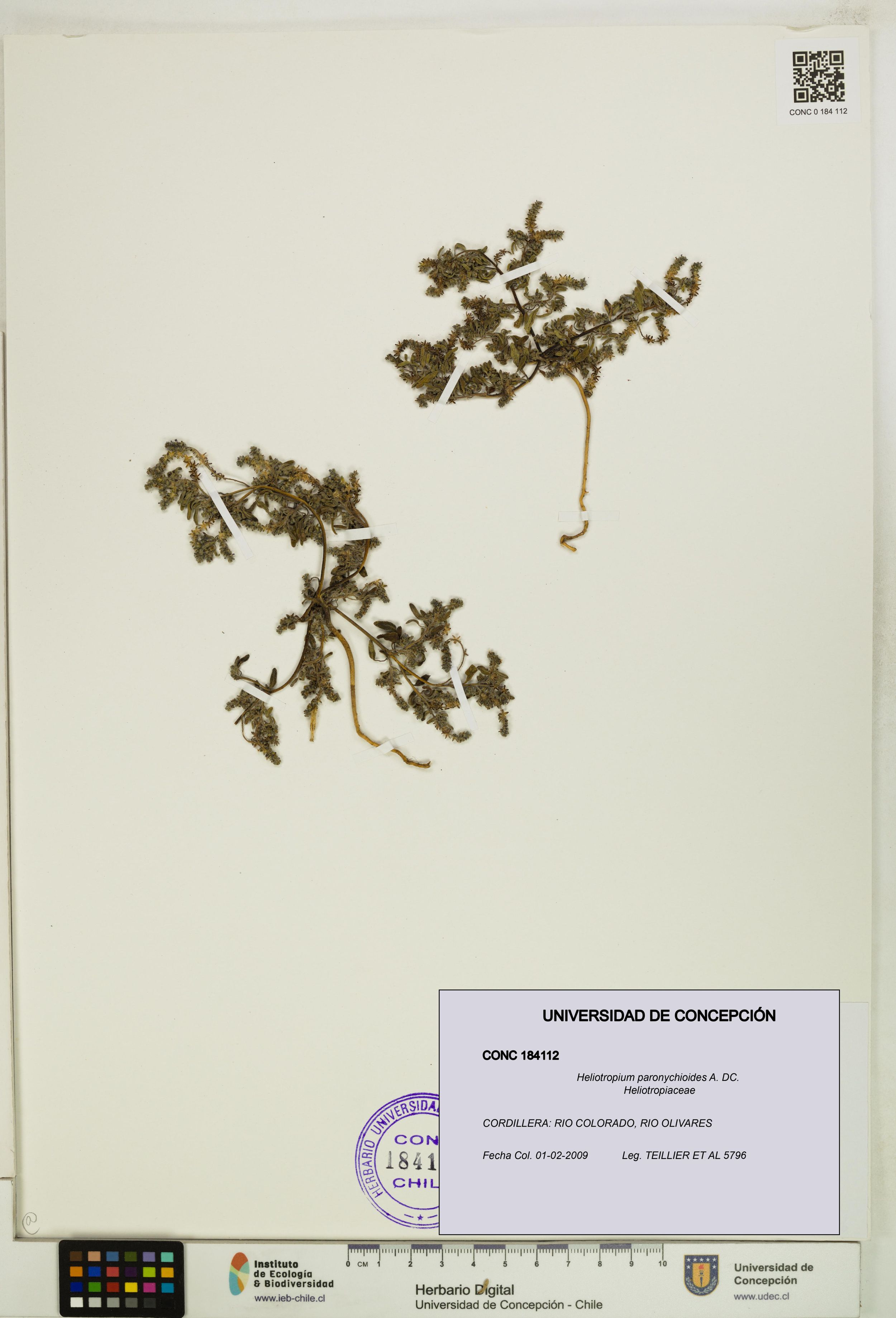 Heliotropium paronychioides [Espécimen: ]