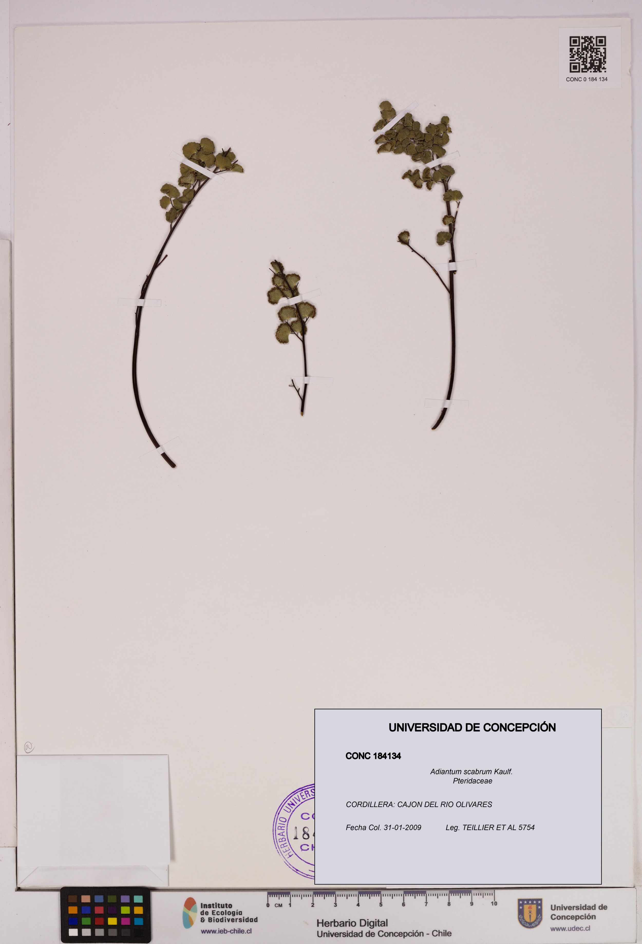 Adiantum scabrum [Espécimen: ]