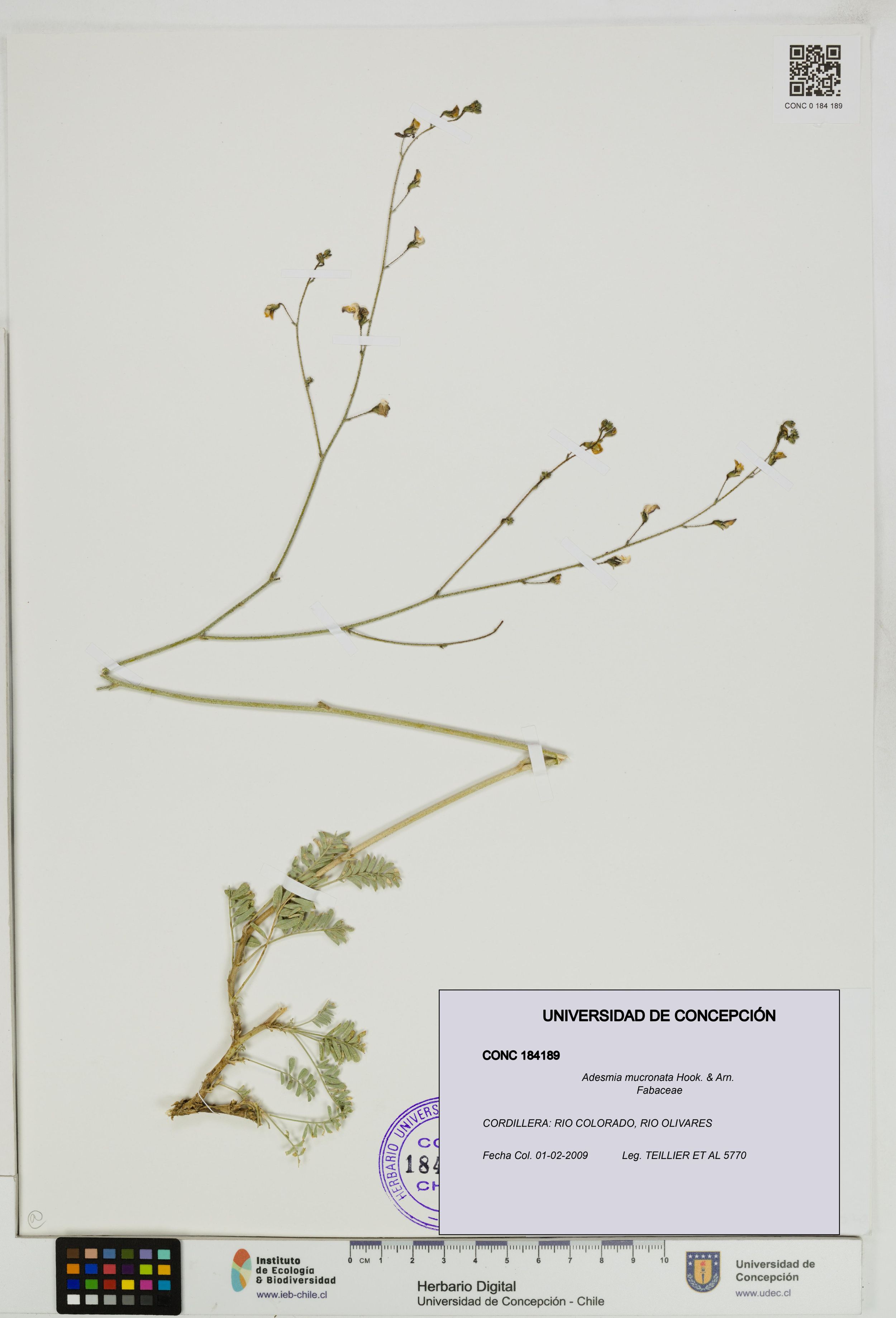 Adesmia mucronata [Espécimen: ]