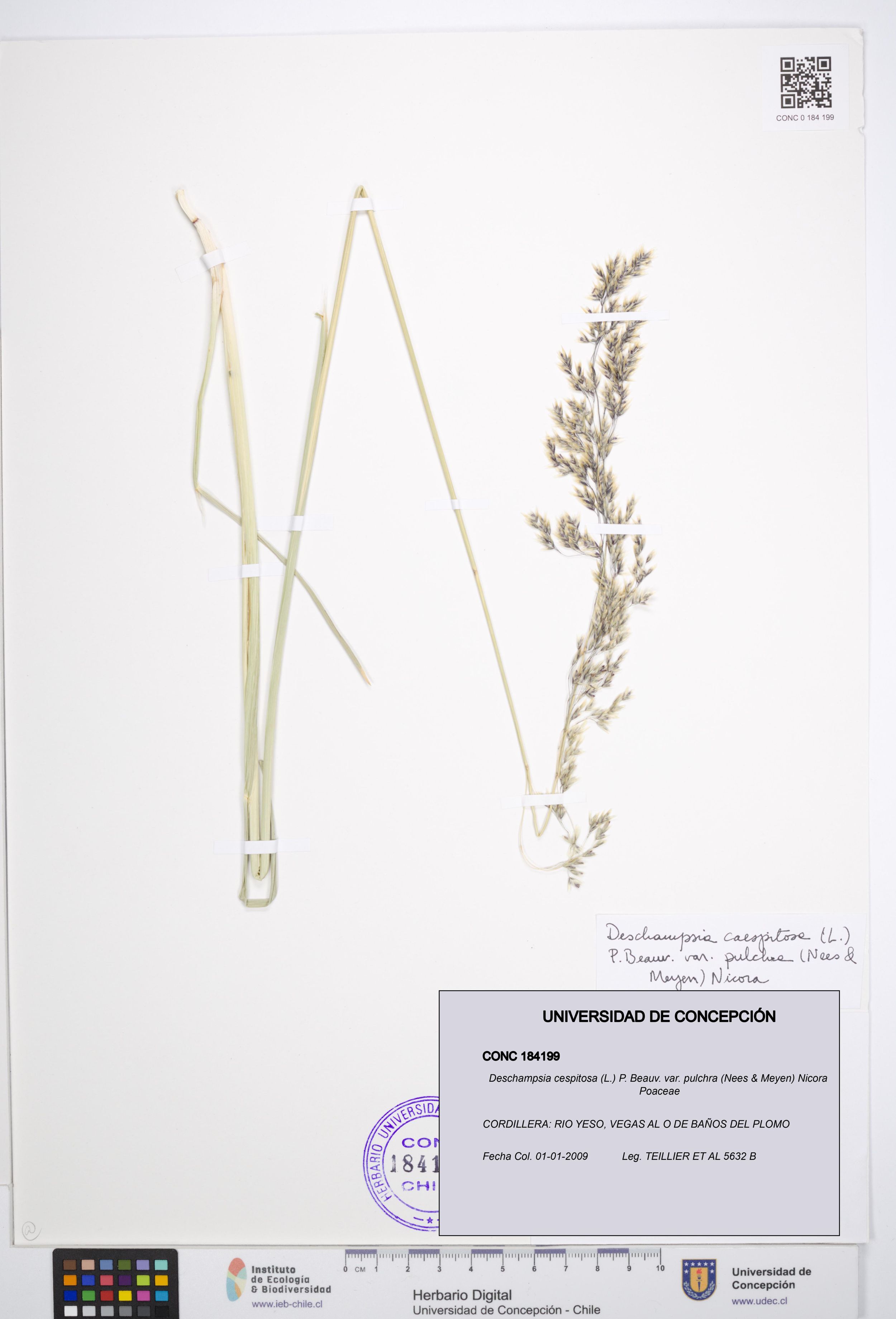 Deschampsia cespitosa var. pulchra [Espécimen: ]