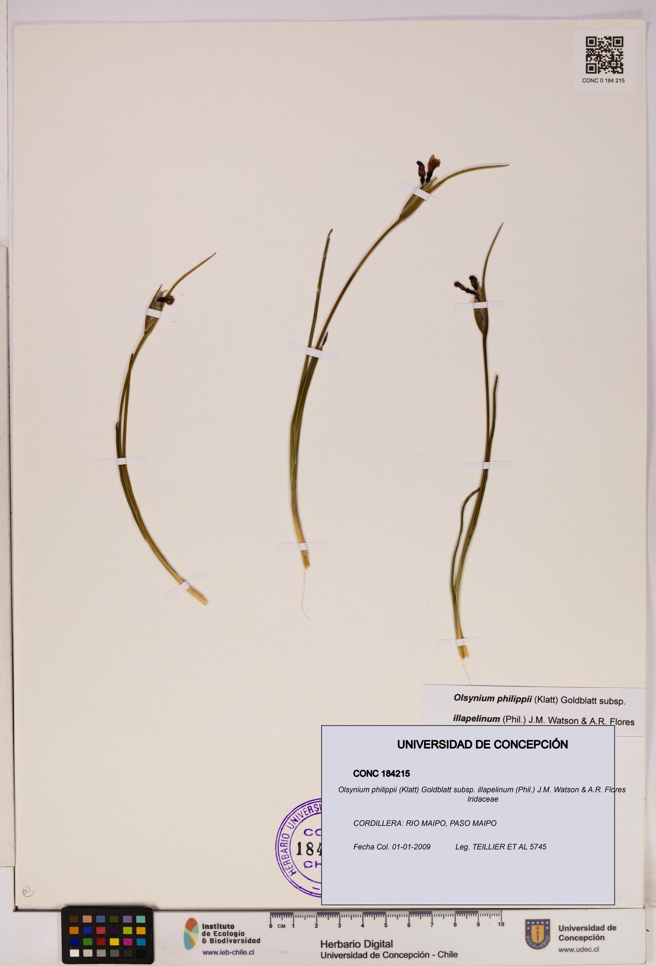 Olsynium philippii subsp. illapelinum [Espécimen: ]