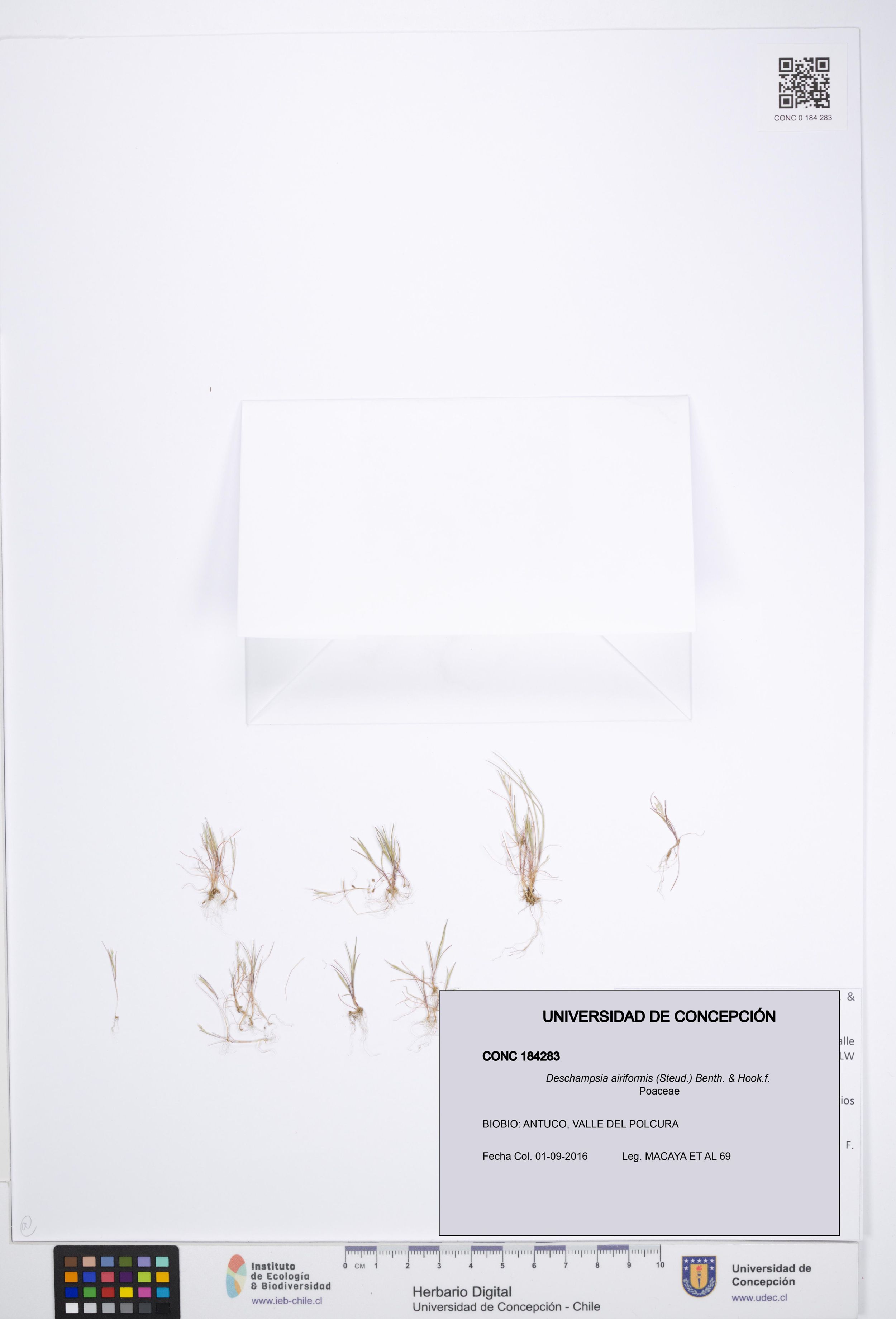 Deschampsia airiformis [Espécimen: ]