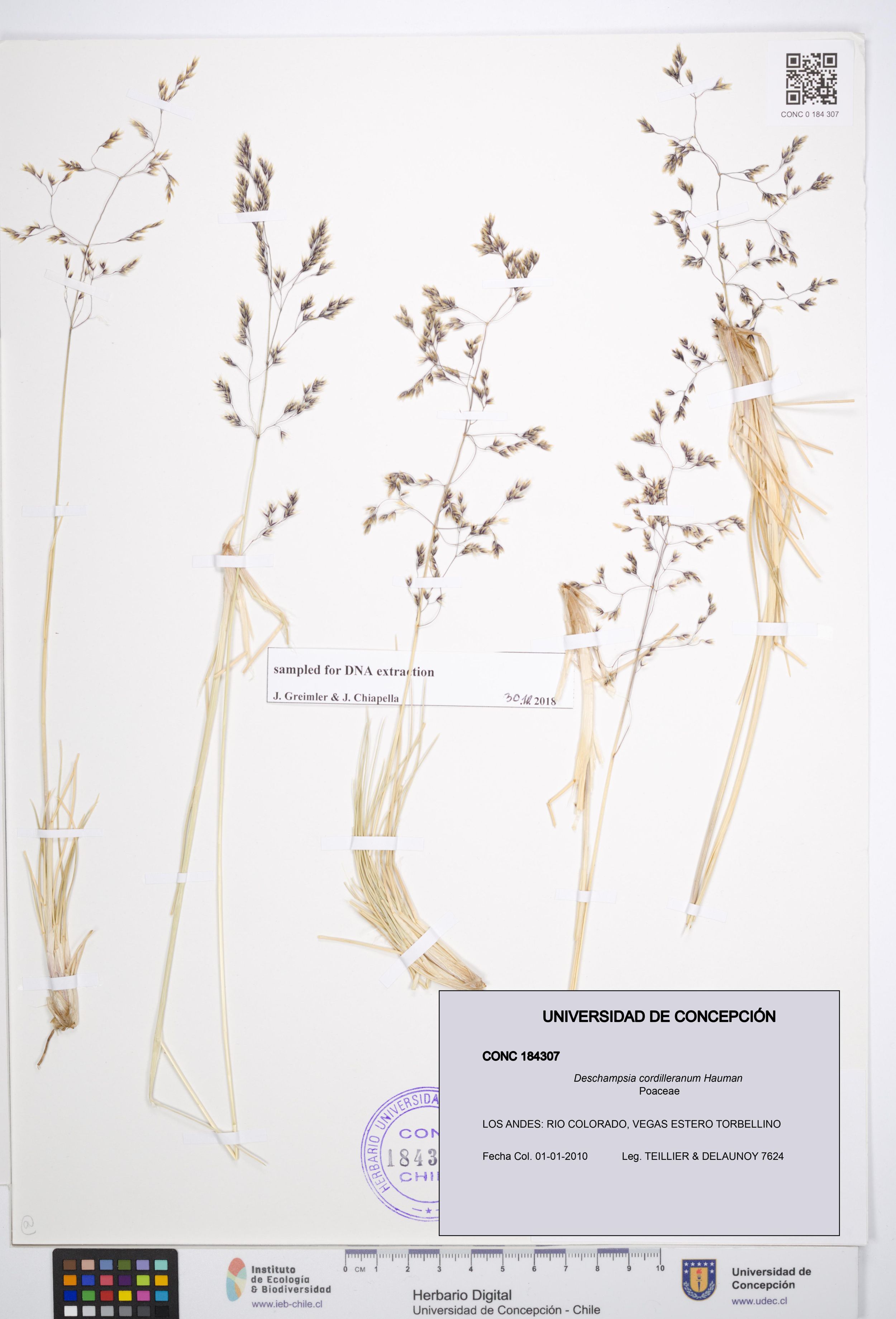 Deschampsia cordilleranum [Espécimen: ]
