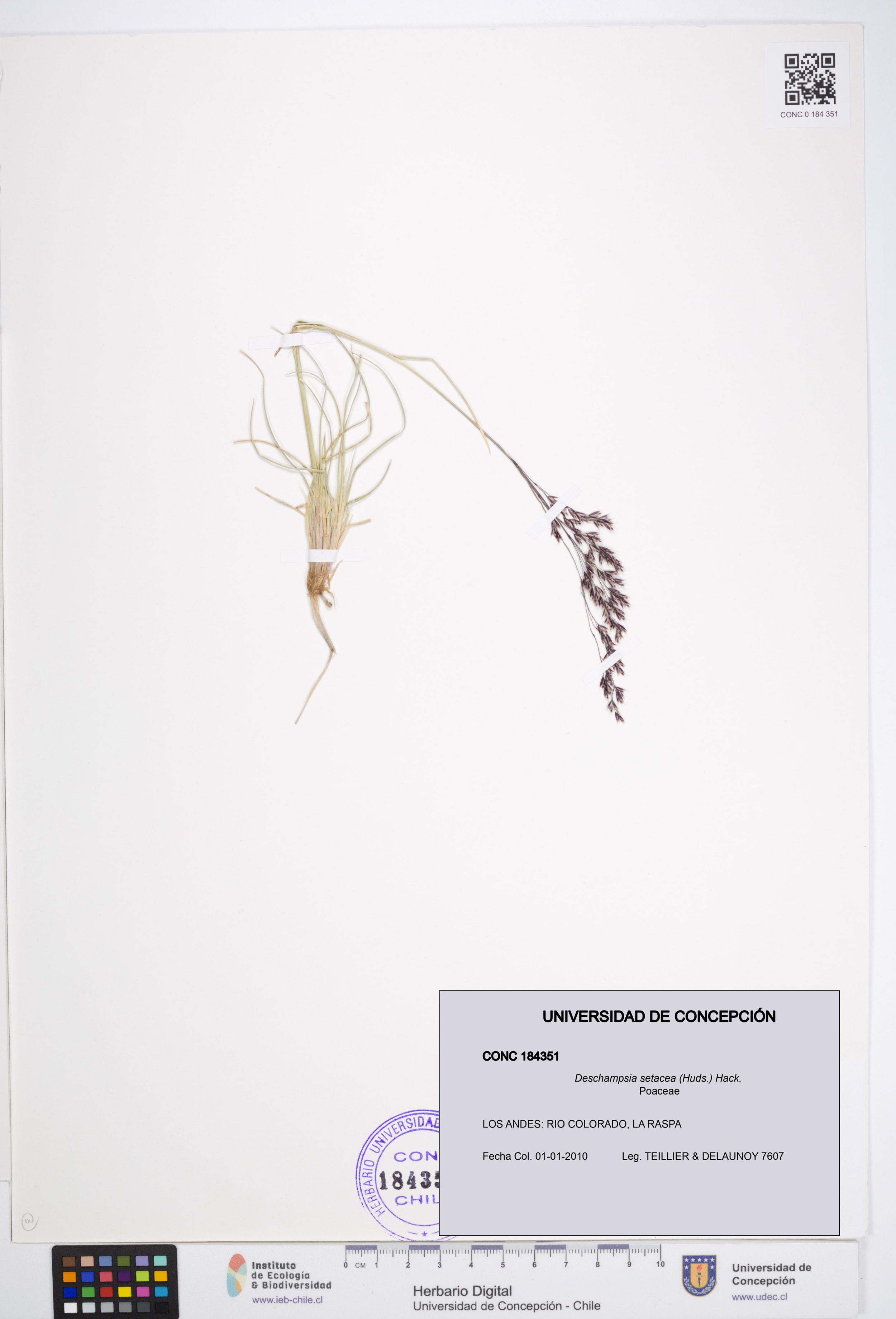 Deschampsia setacea [Espécimen: ]