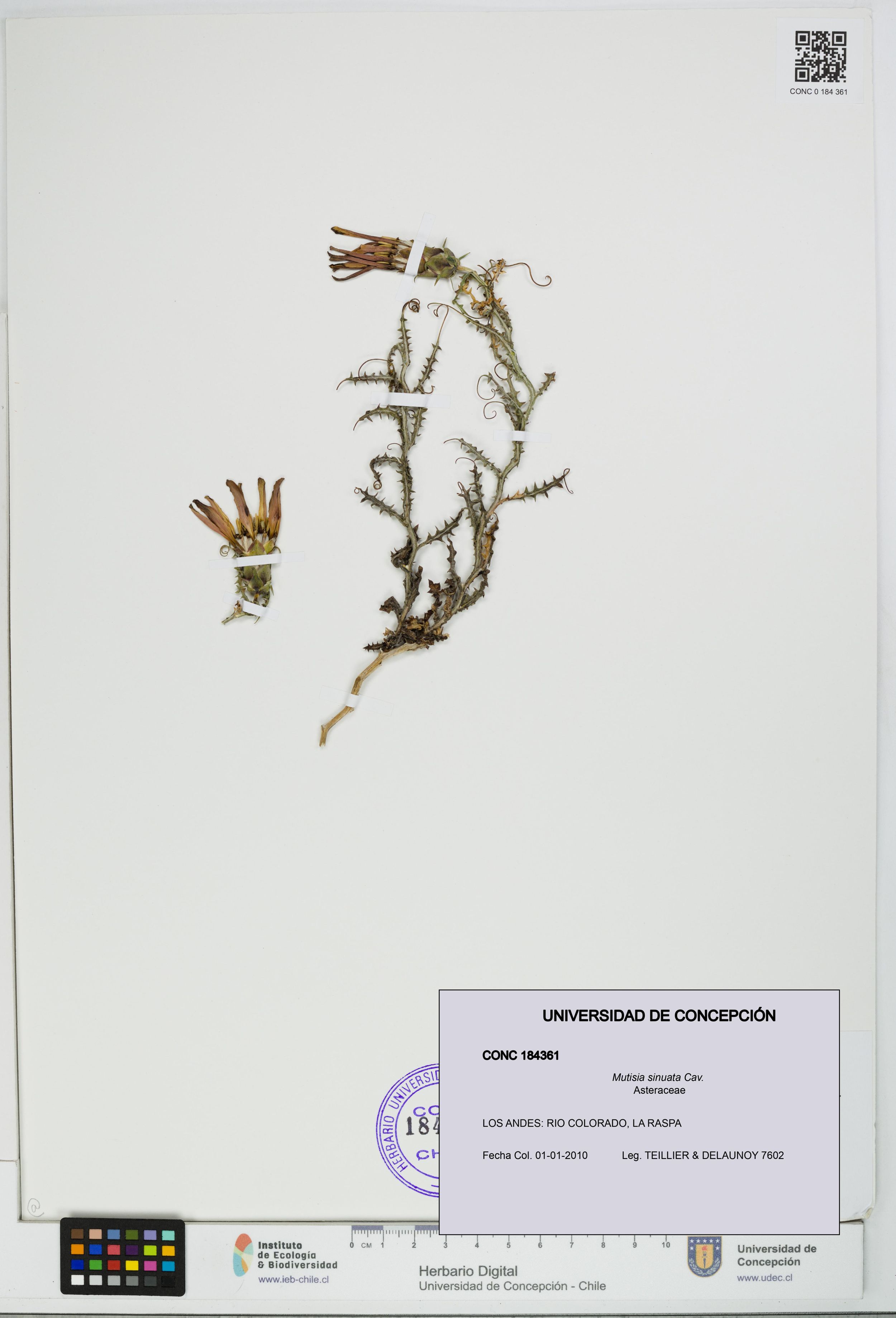 Mutisia sinuata [Espécimen: ]