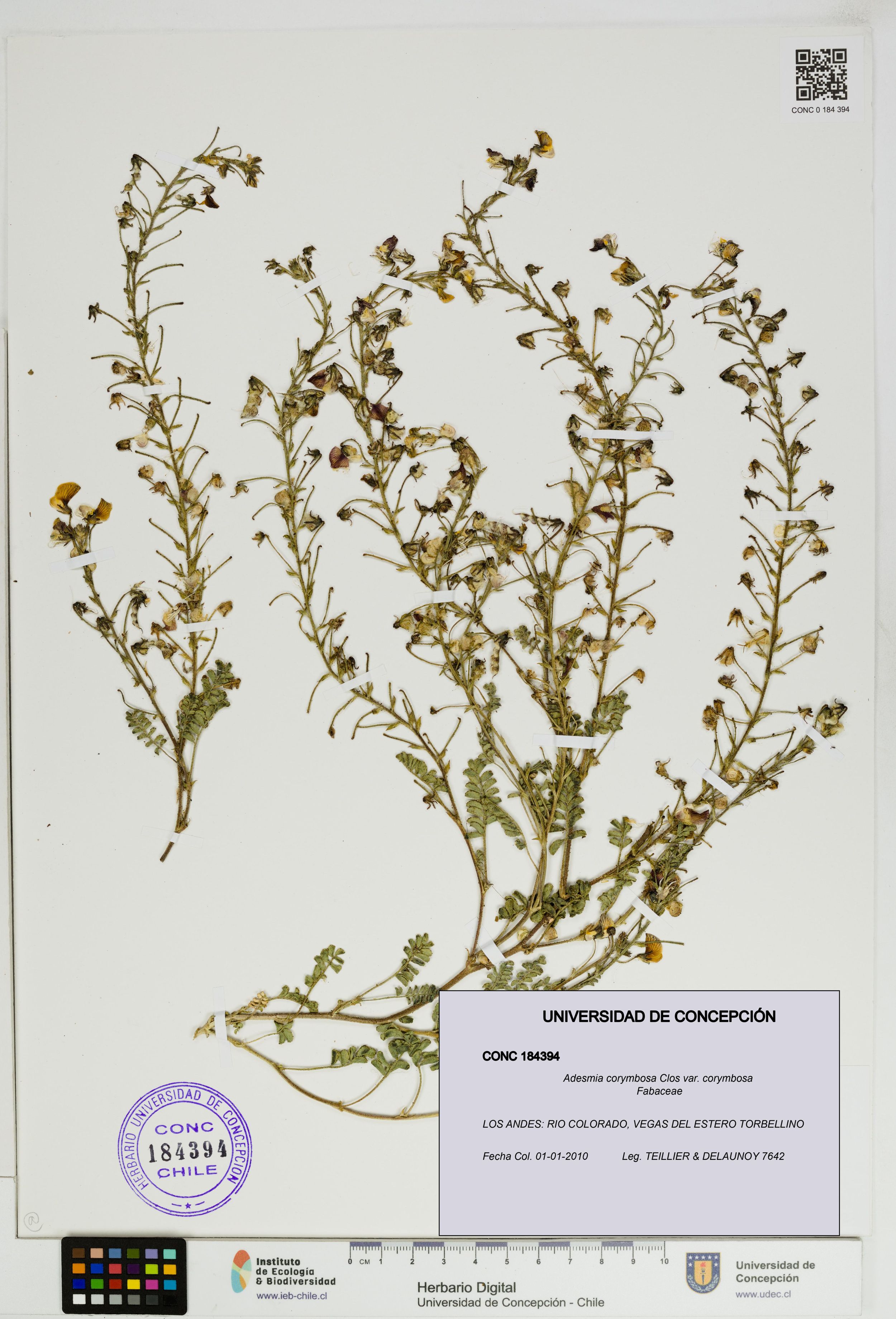 Adesmia corymbosa var. corymbosa [Espécimen: ]