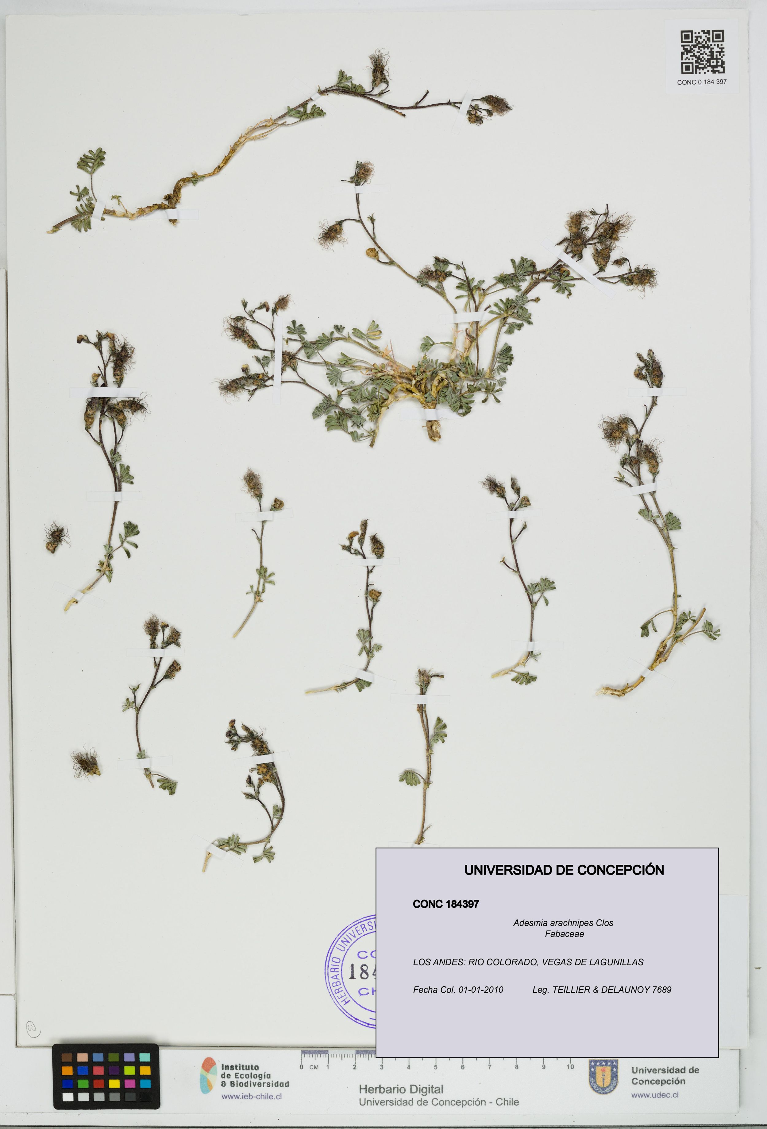 Adesmia arachnipes [Espécimen: ]