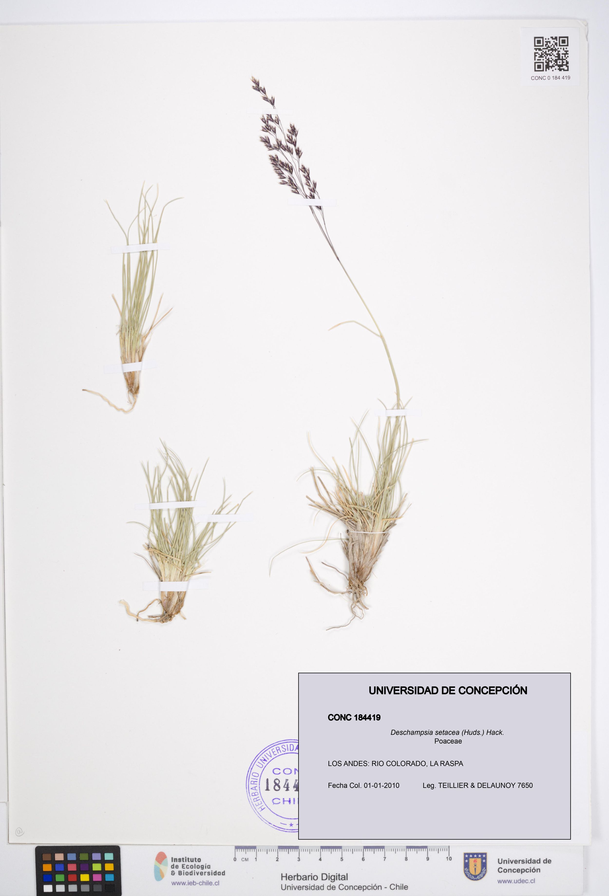 Deschampsia setacea [Espécimen: ]