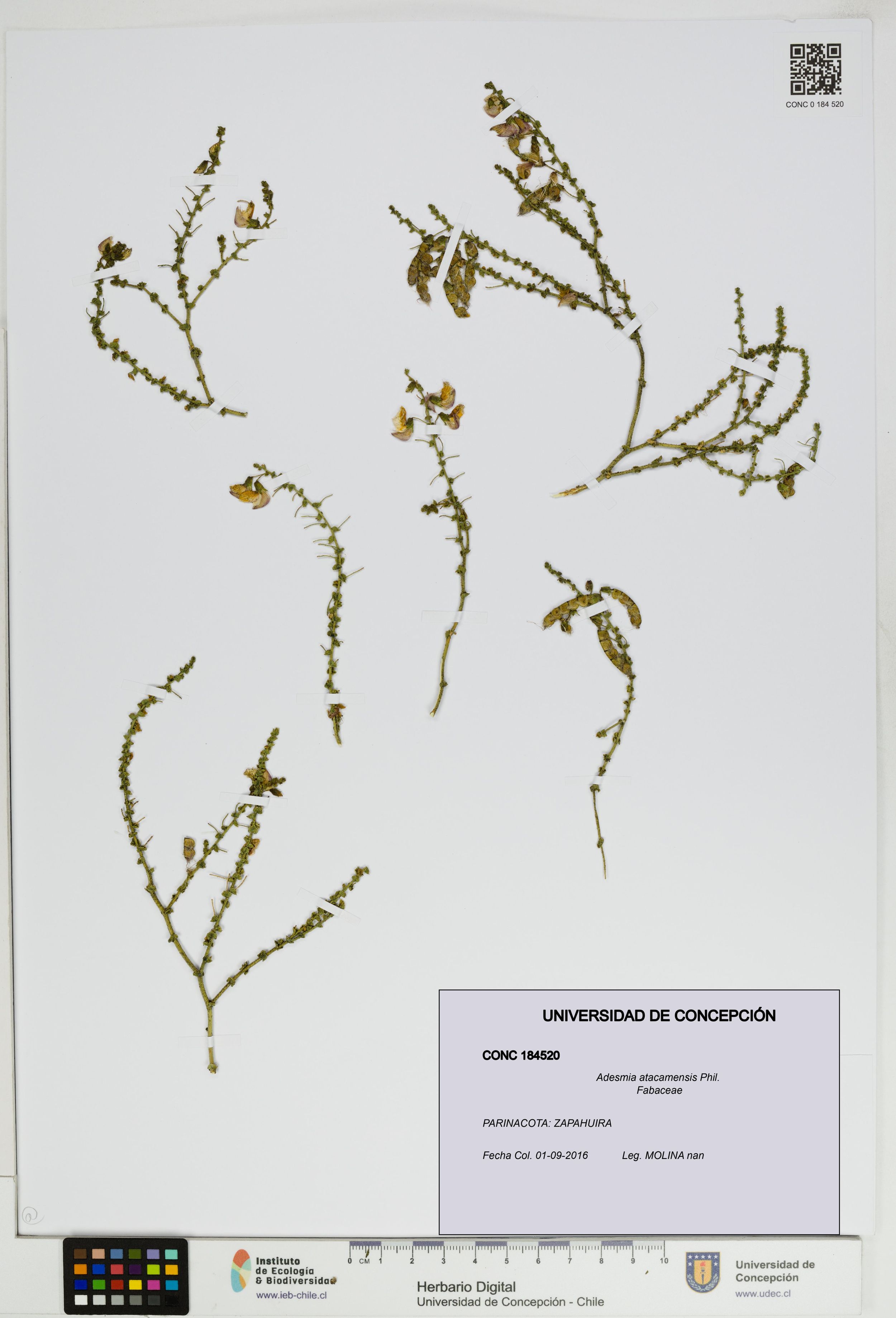 Adesmia atacamensis [Espécimen: ]