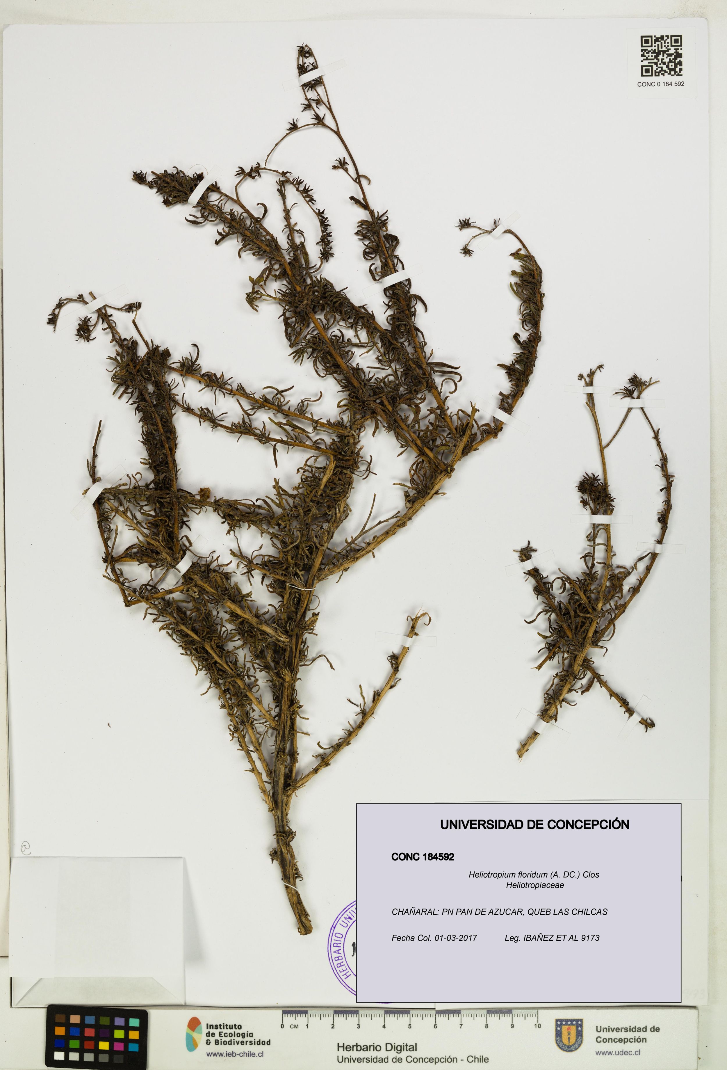 Heliotropium floridum [Espécimen: ]