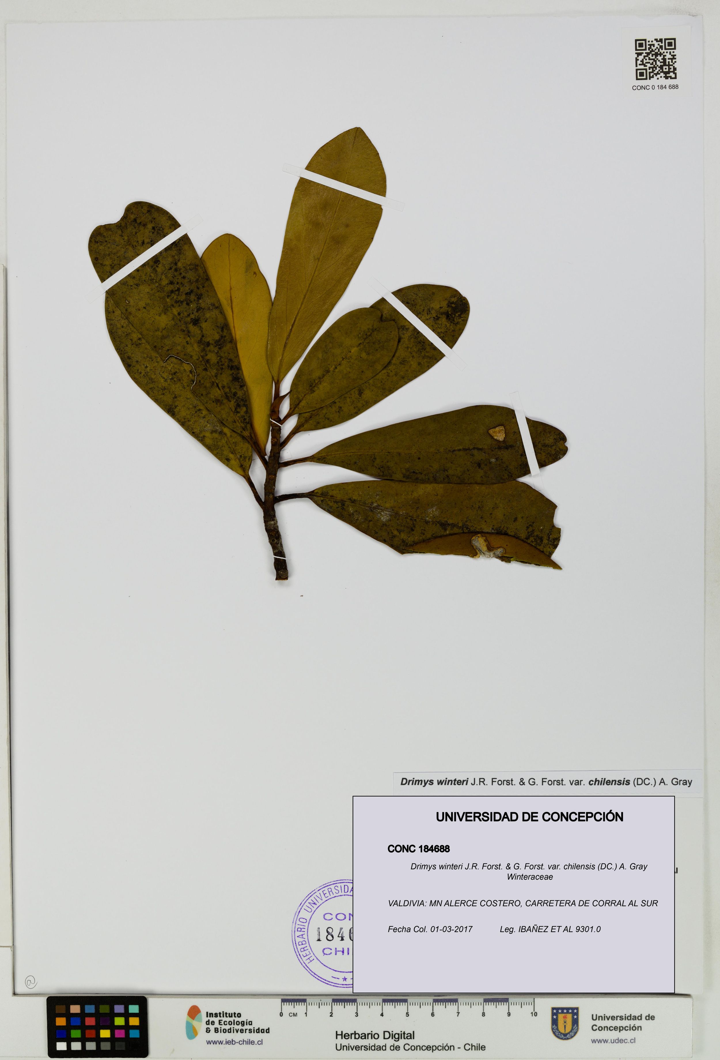Drimys winteri var. chilensis [Espécimen: ]