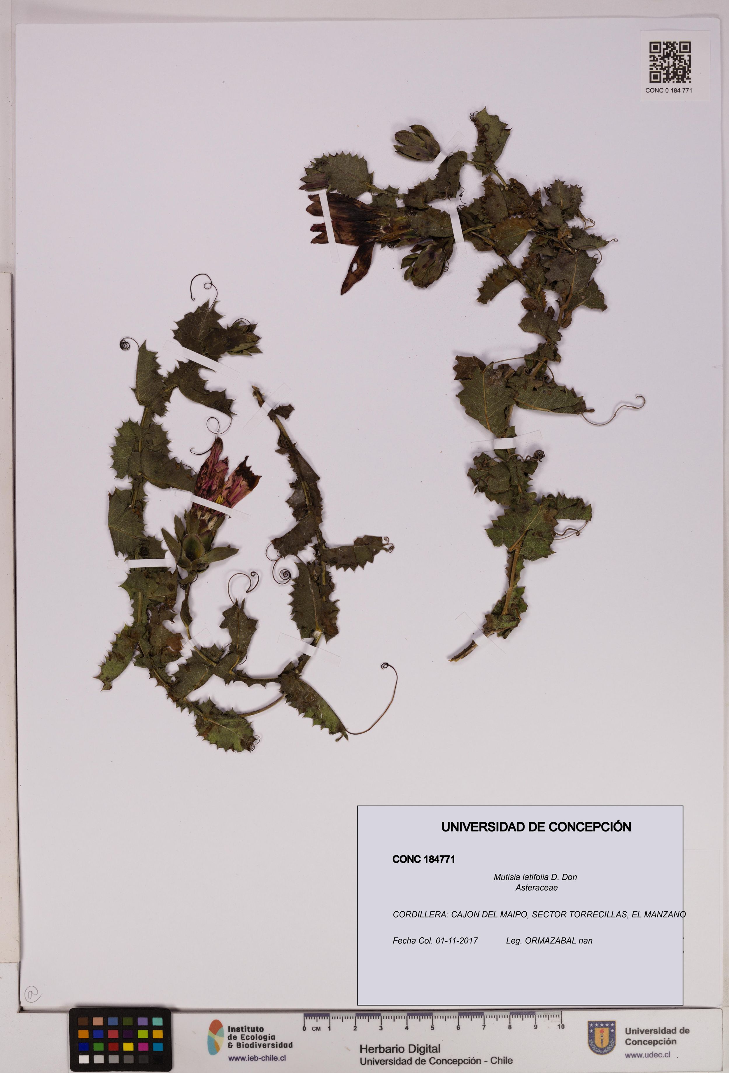 Mutisia latifolia [Espécimen: ]