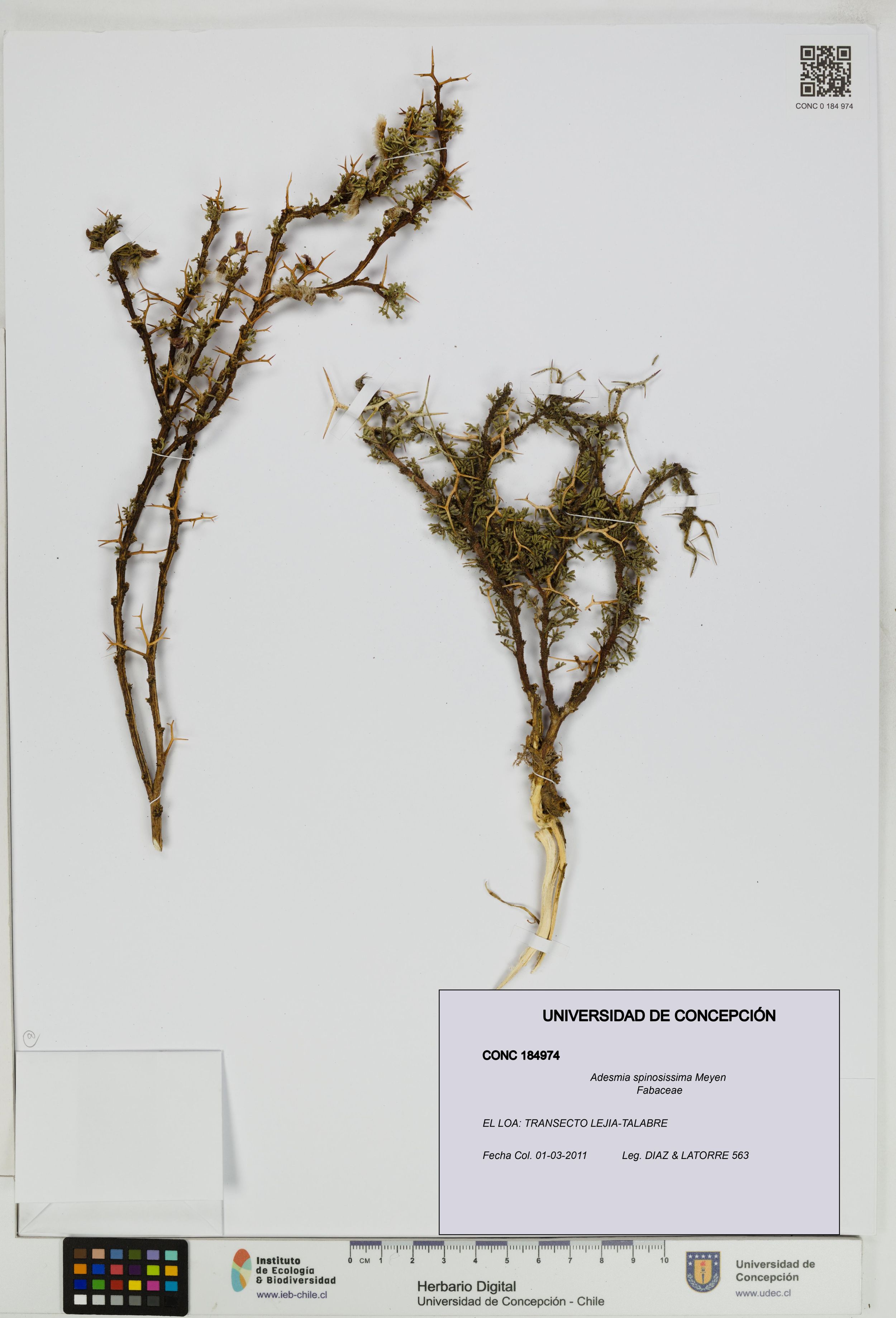 Adesmia spinosissima [Espécimen: ]