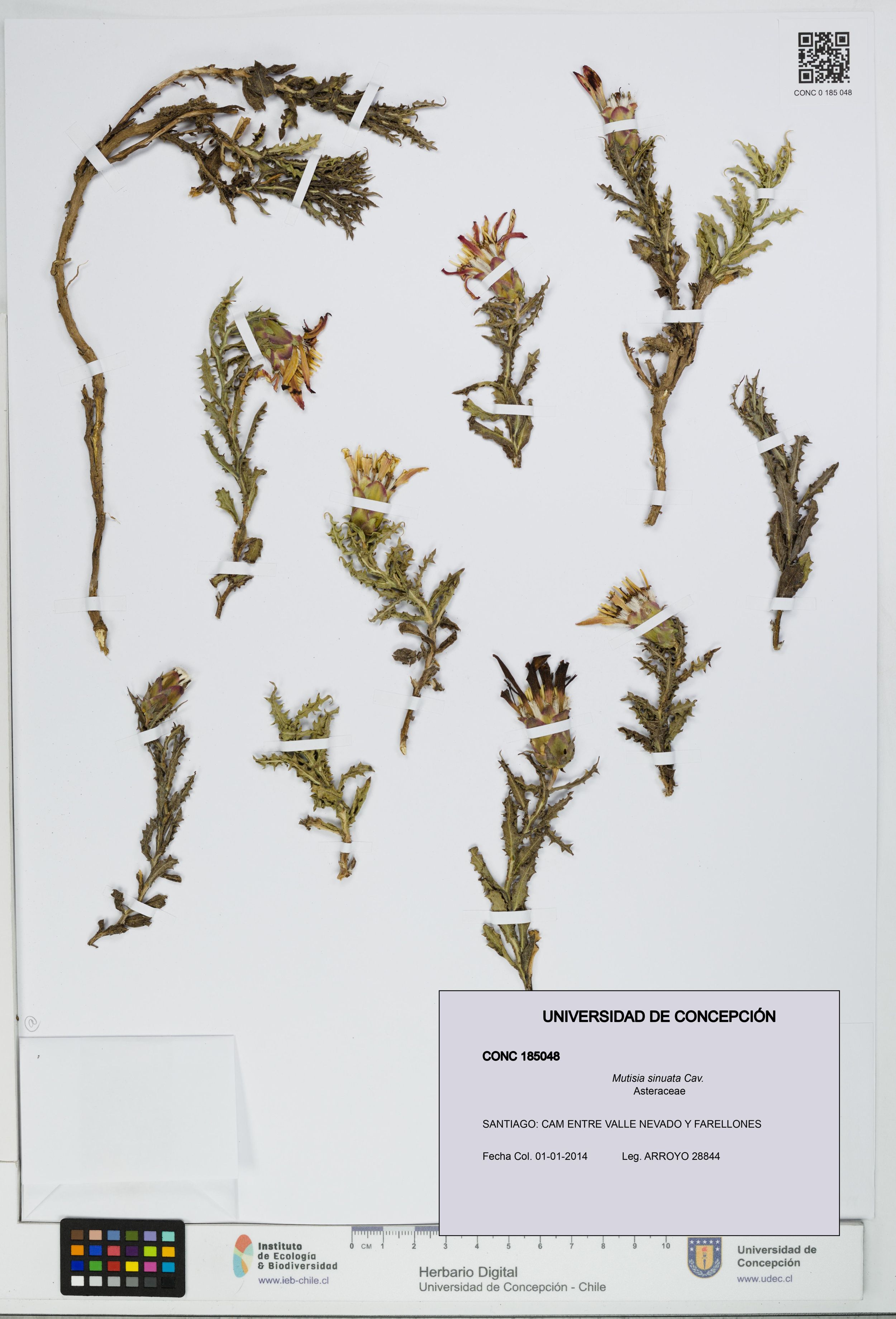 Mutisia sinuata [Espécimen: ]