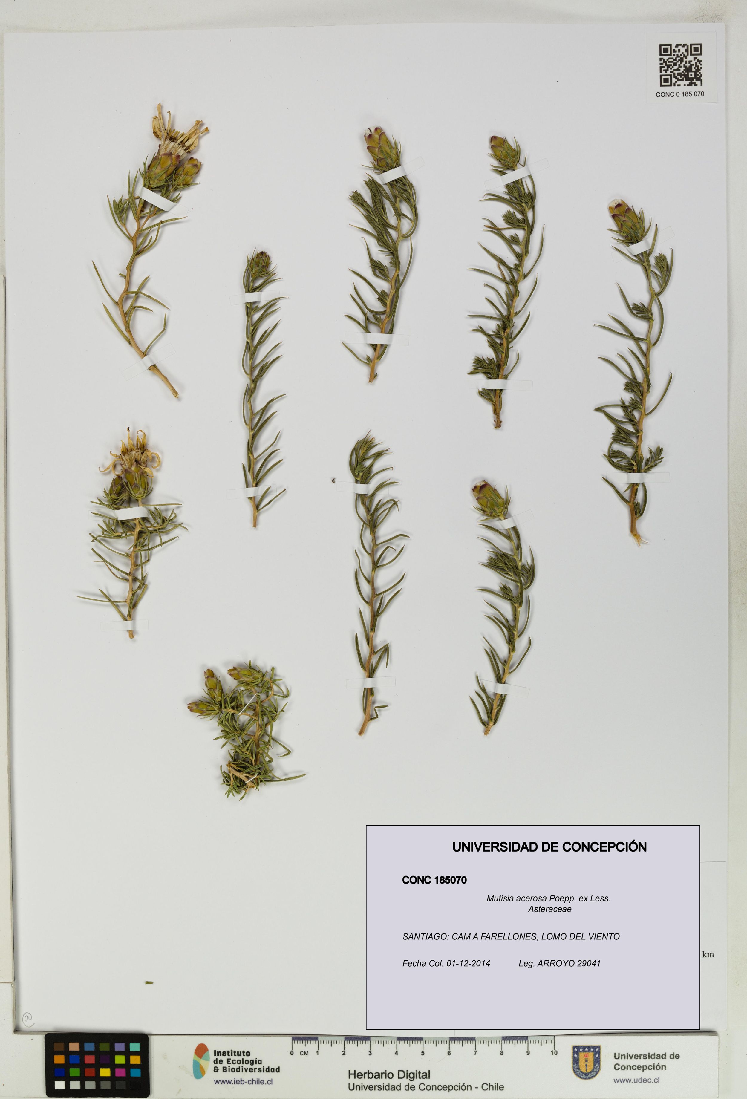 Mutisia acerosa [Espécimen: ]