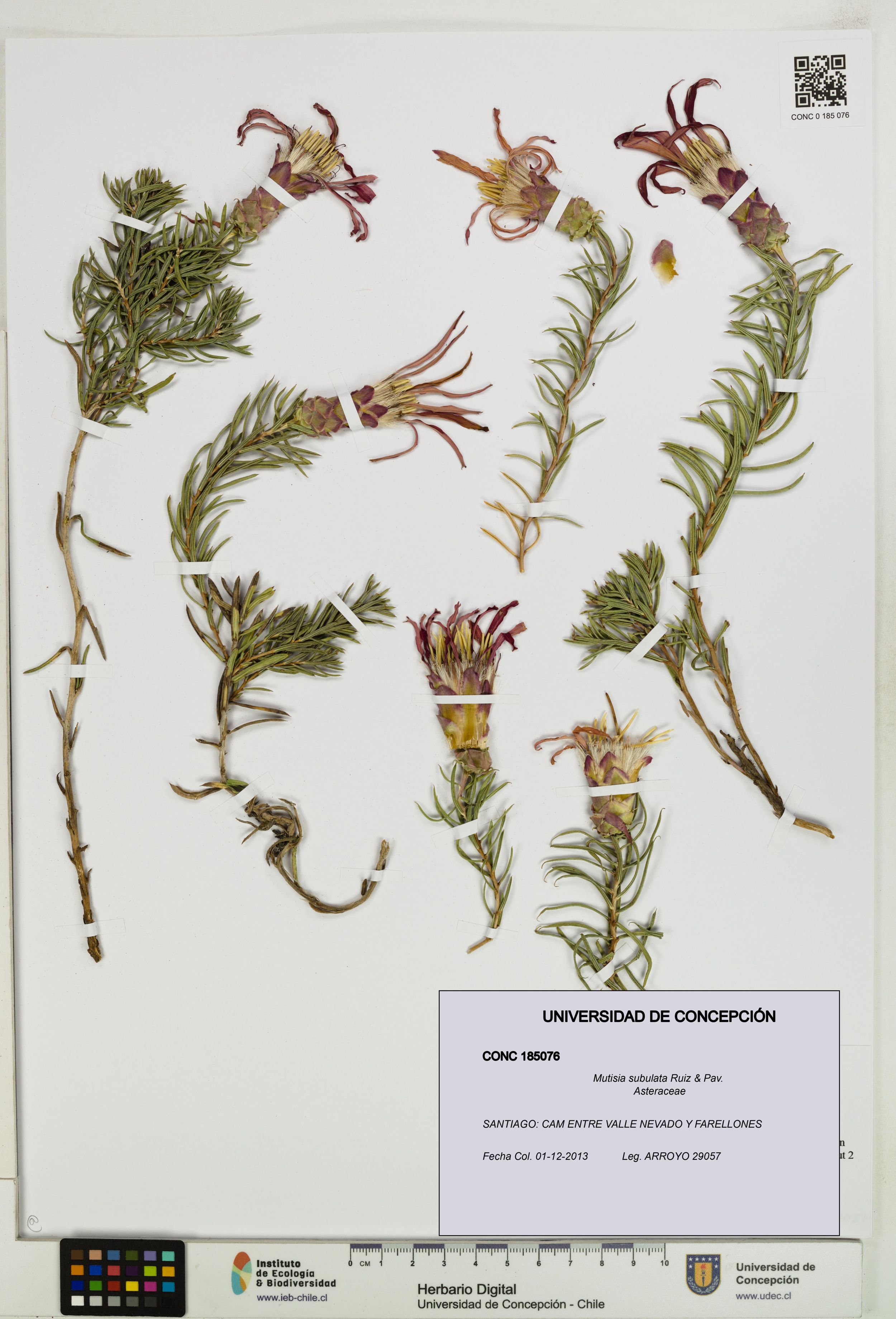 Mutisia subulata [Espécimen: ]