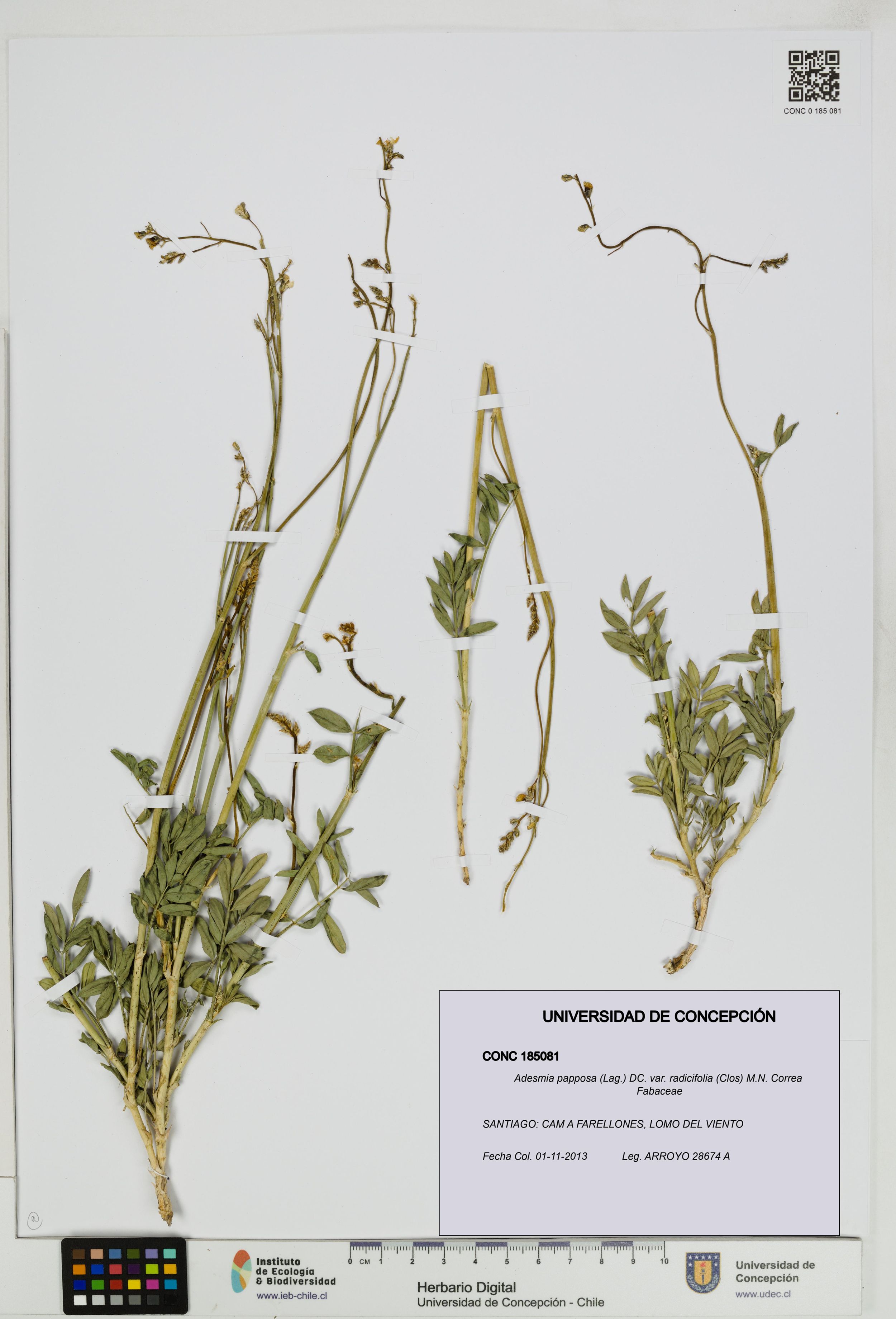 Adesmia papposa var. radicifolia [Espécimen: ]