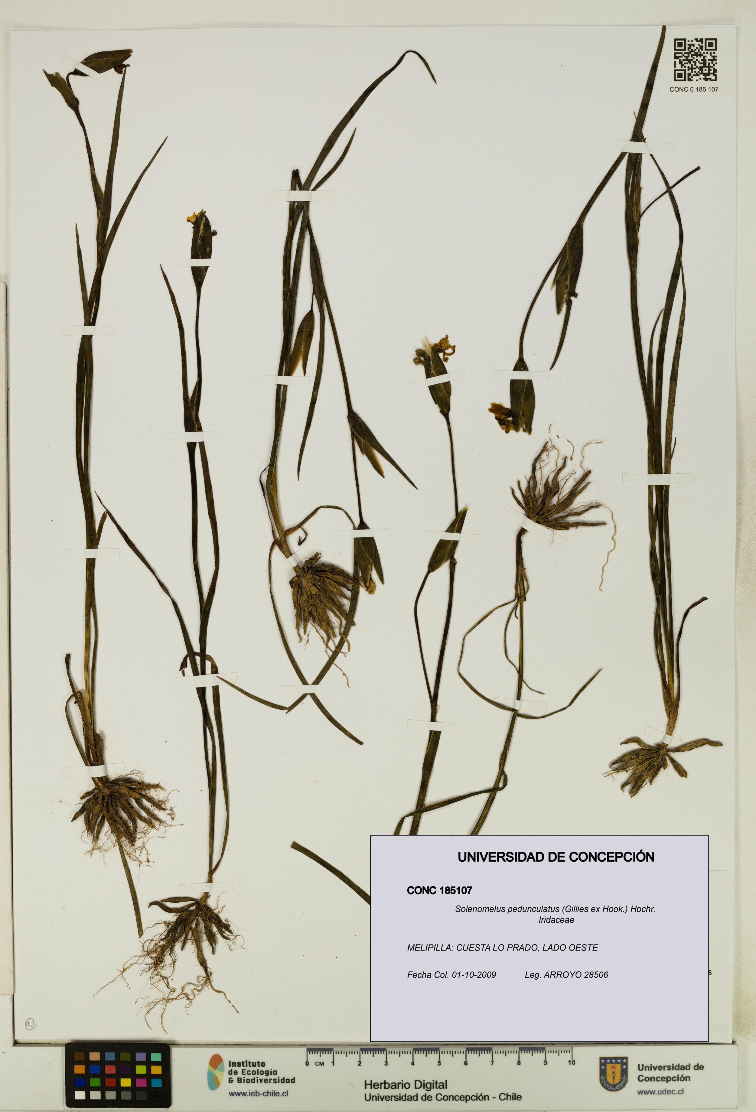 Solenomelus pedunculatus [Espécimen: ]