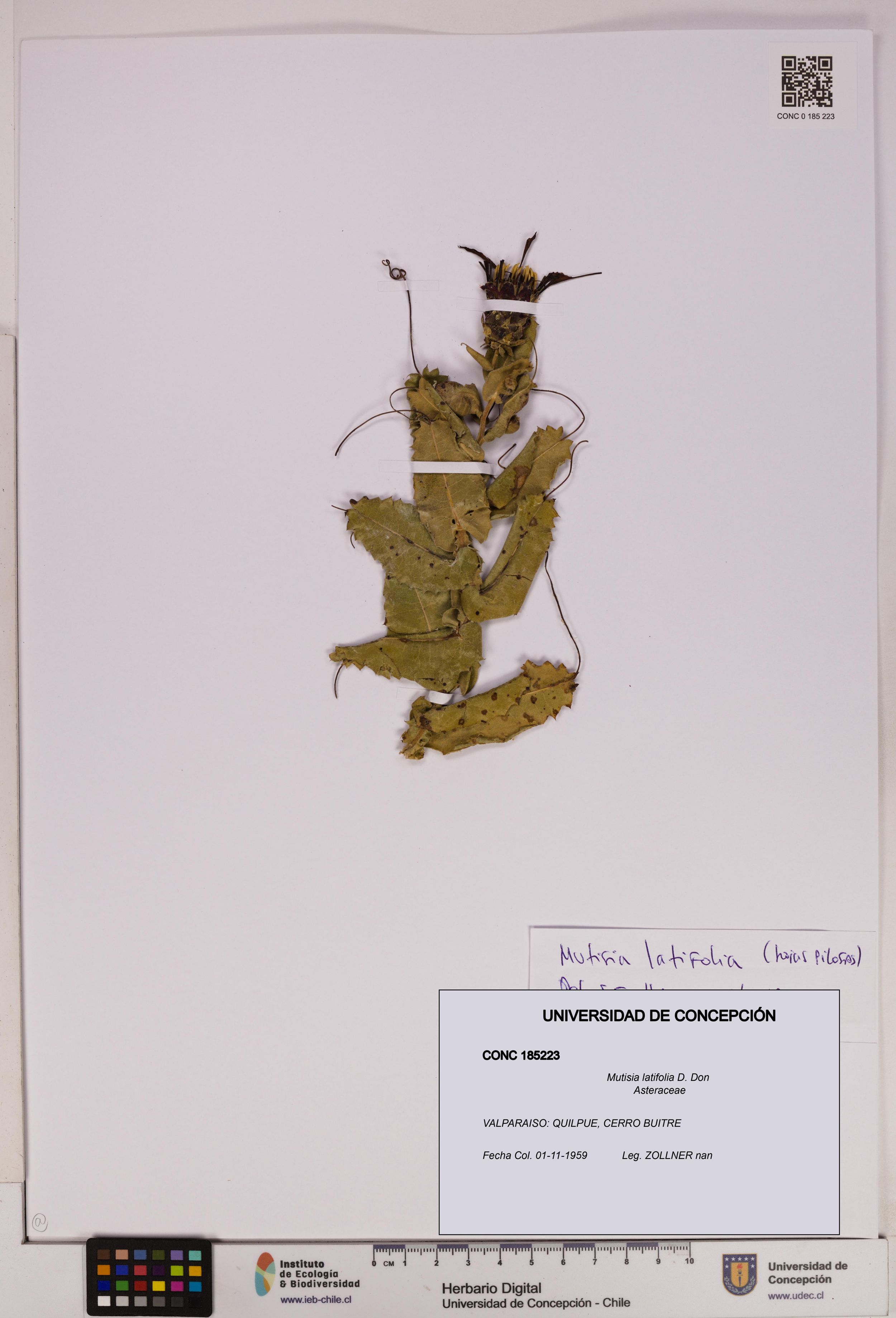 Mutisia latifolia [Espécimen: ]