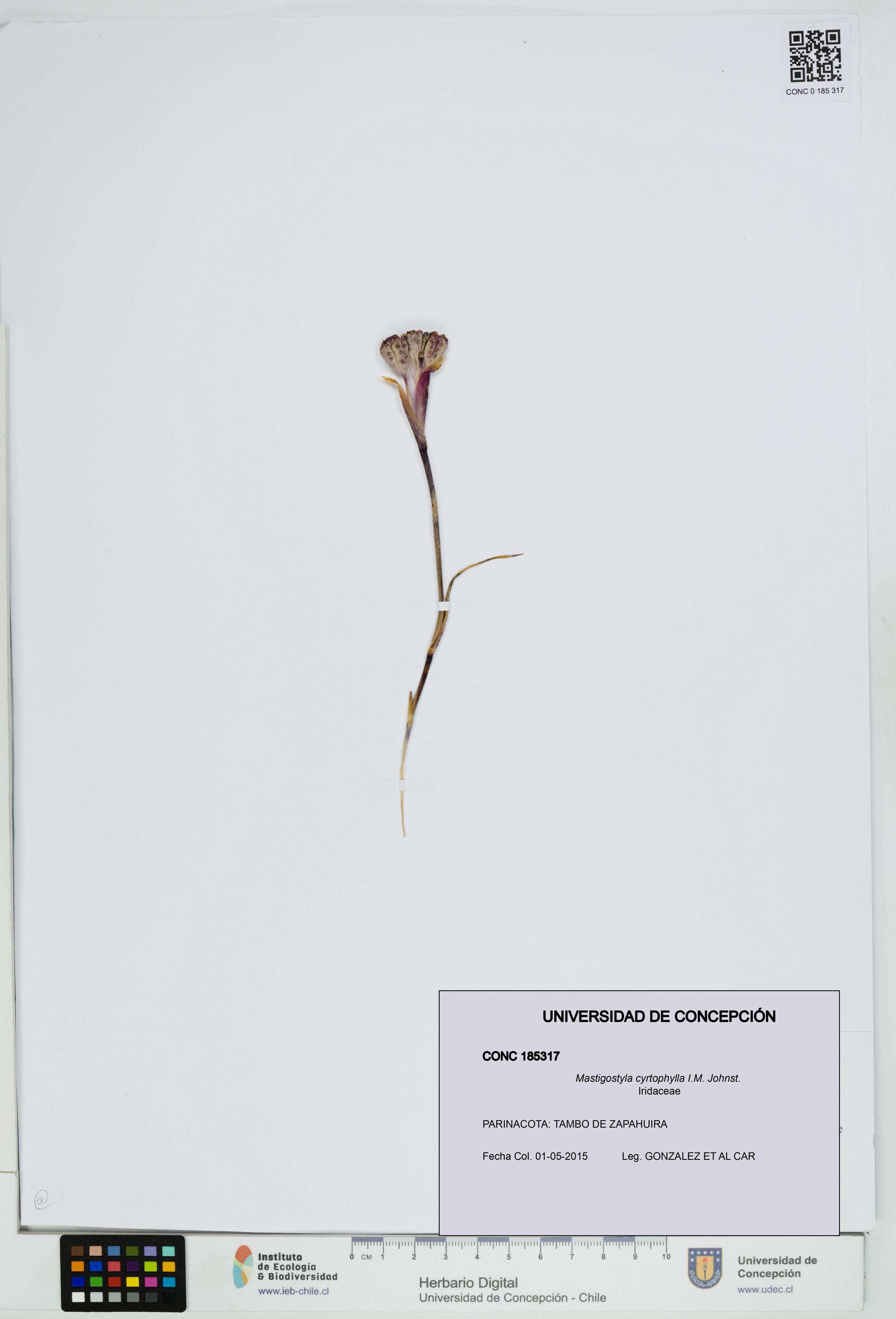 Mastigostyla cyrtophylla [Espécimen: ]