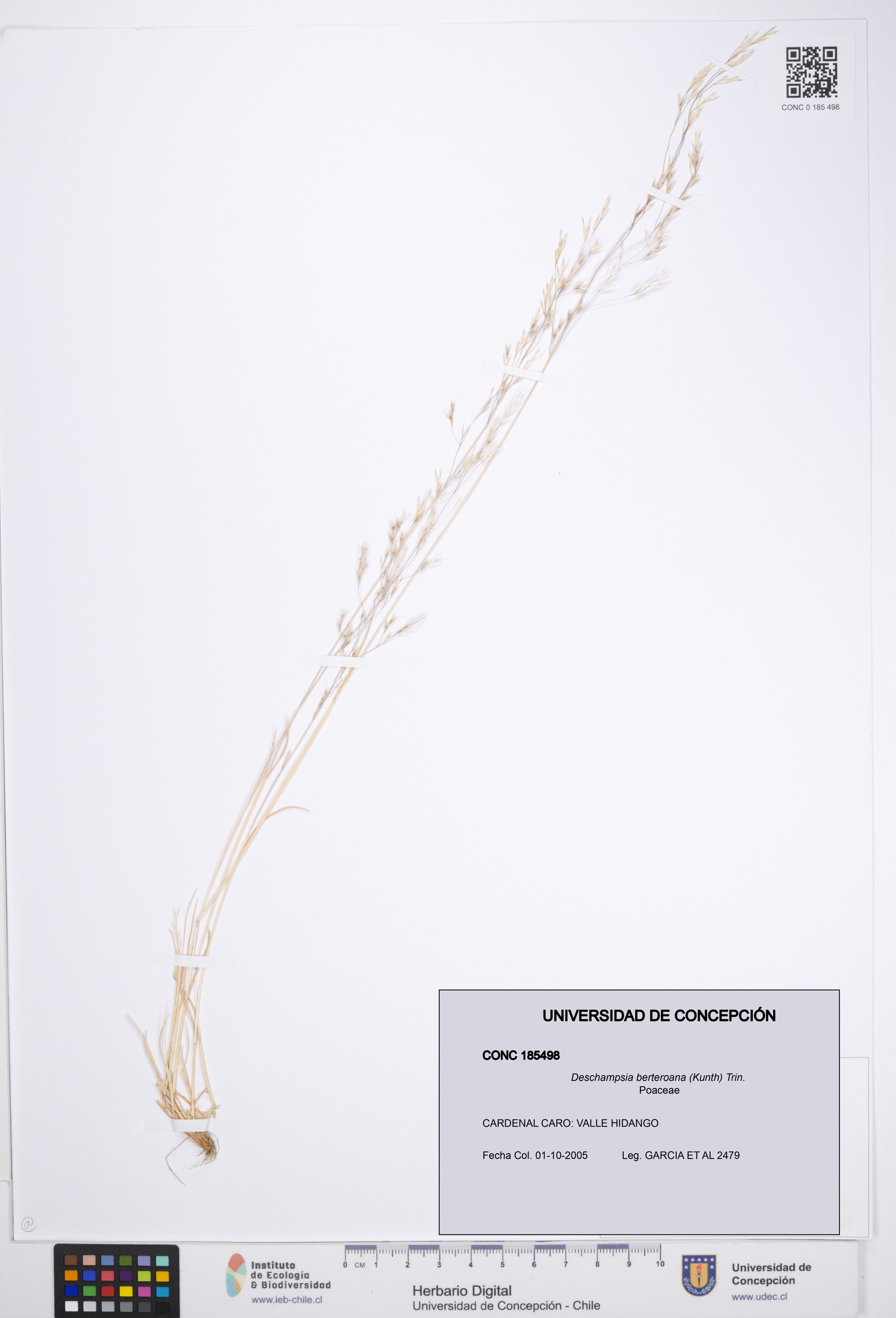 Deschampsia berteroana [Espécimen: ]