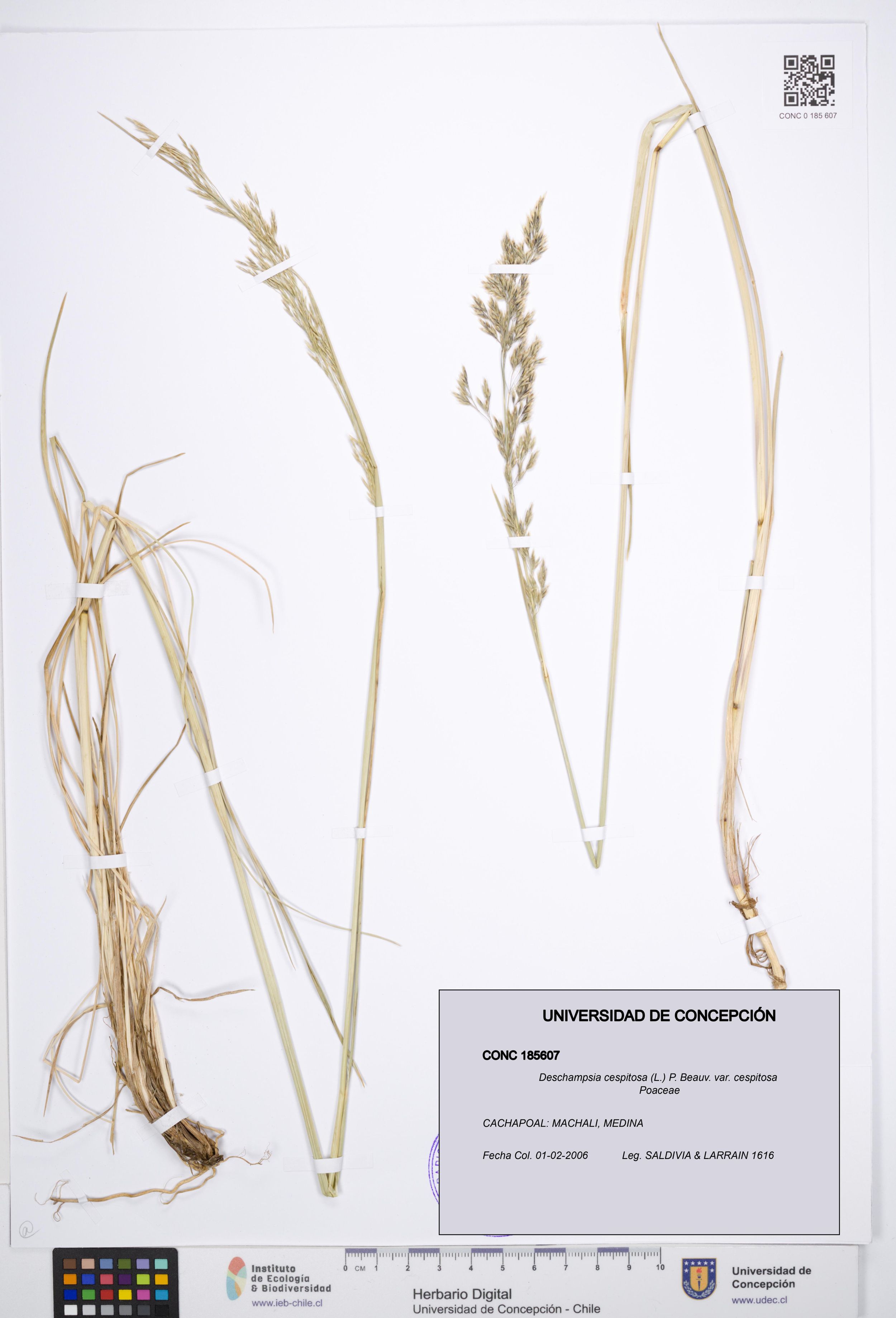 Deschampsia cespitosa var. cespitosa [Espécimen: ]