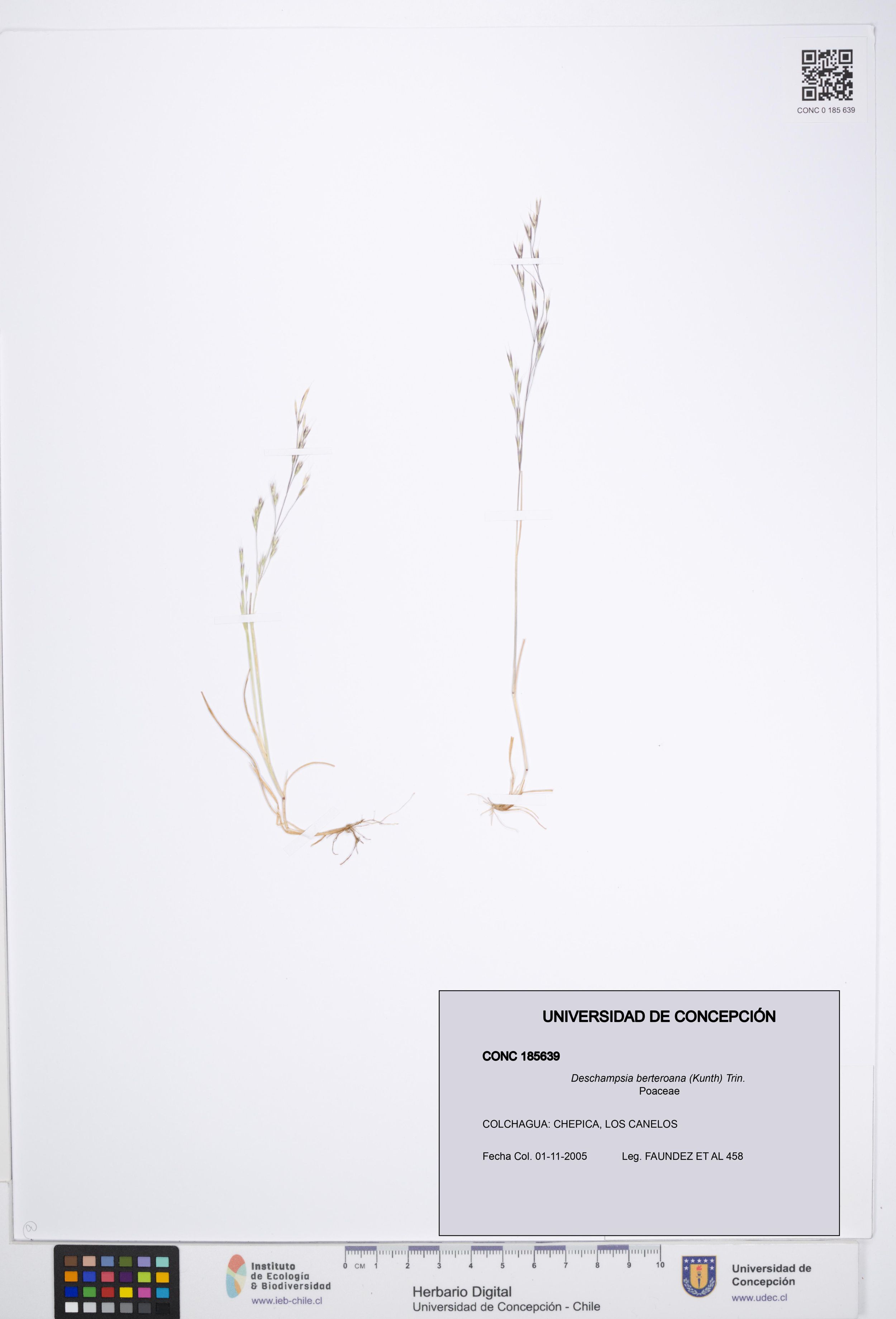 Deschampsia berteroana [Espécimen: ]