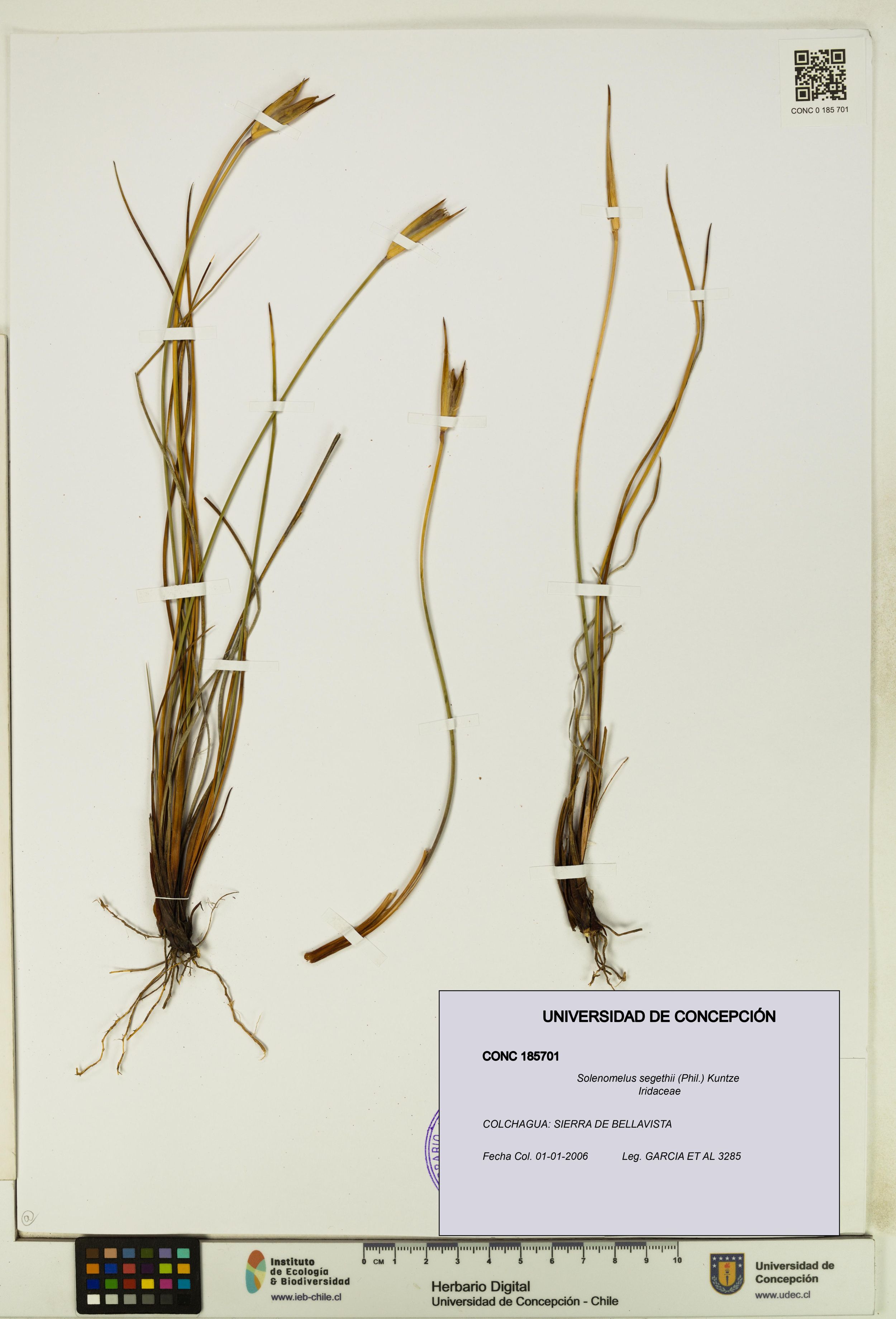 Solenomelus segethii [Espécimen: ]