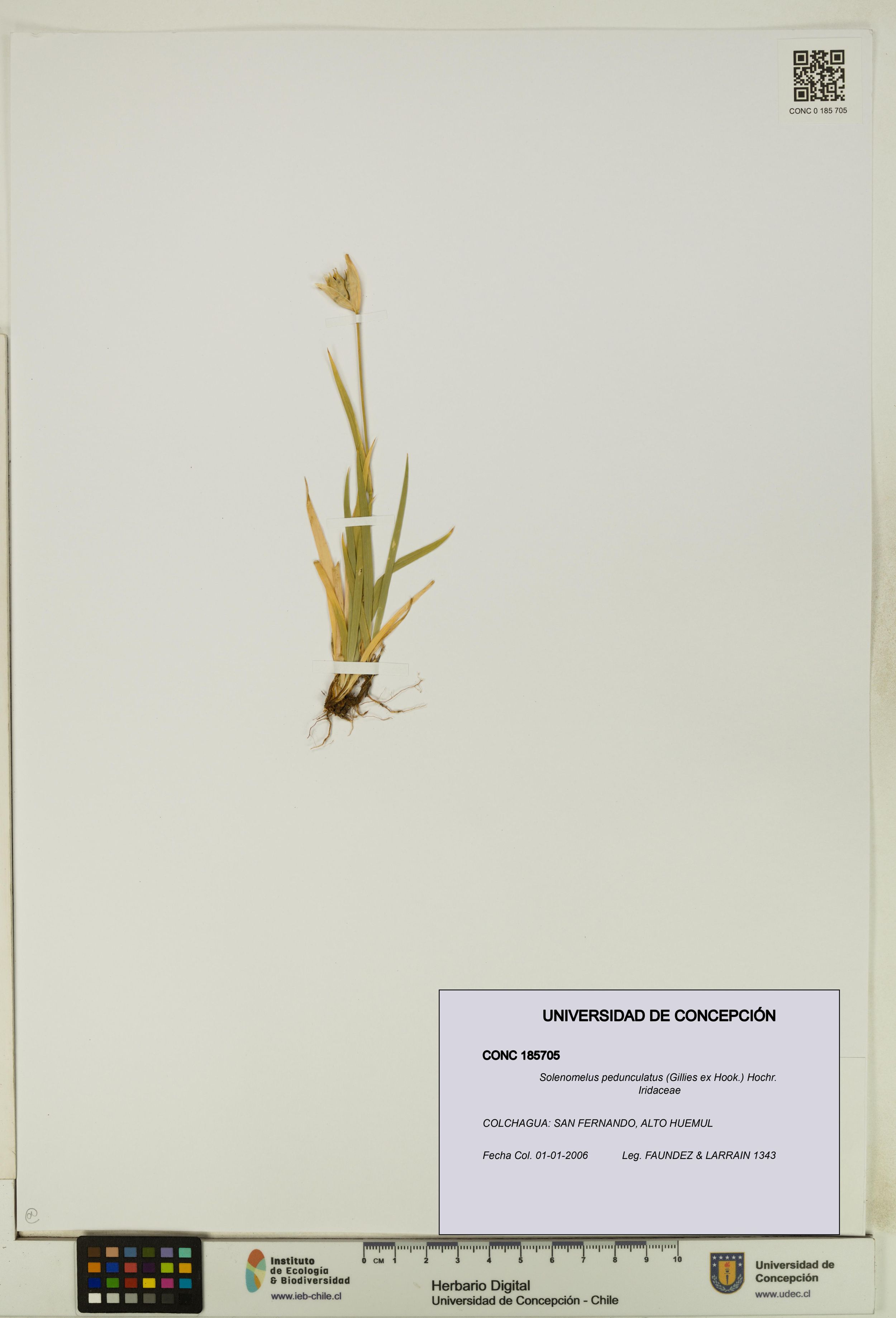 Solenomelus pedunculatus [Espécimen: ]