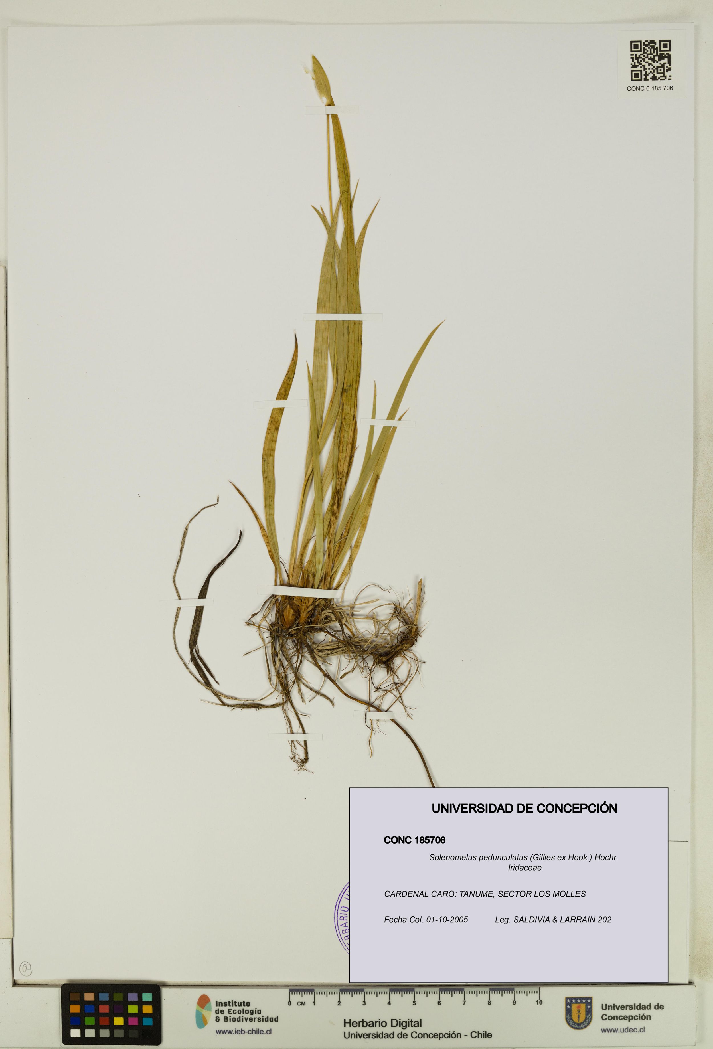 Solenomelus pedunculatus [Espécimen: ]