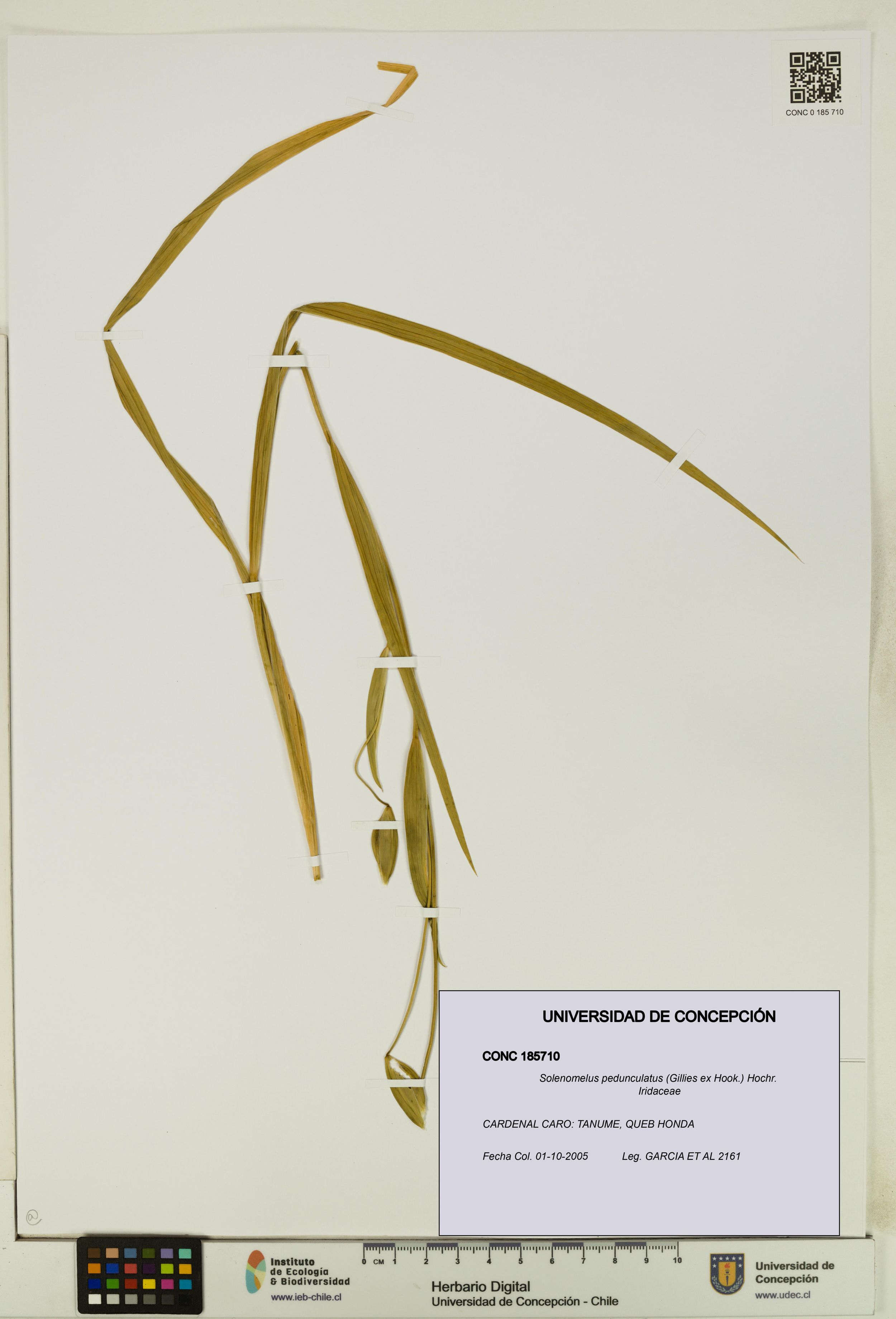Solenomelus pedunculatus [Espécimen: ]